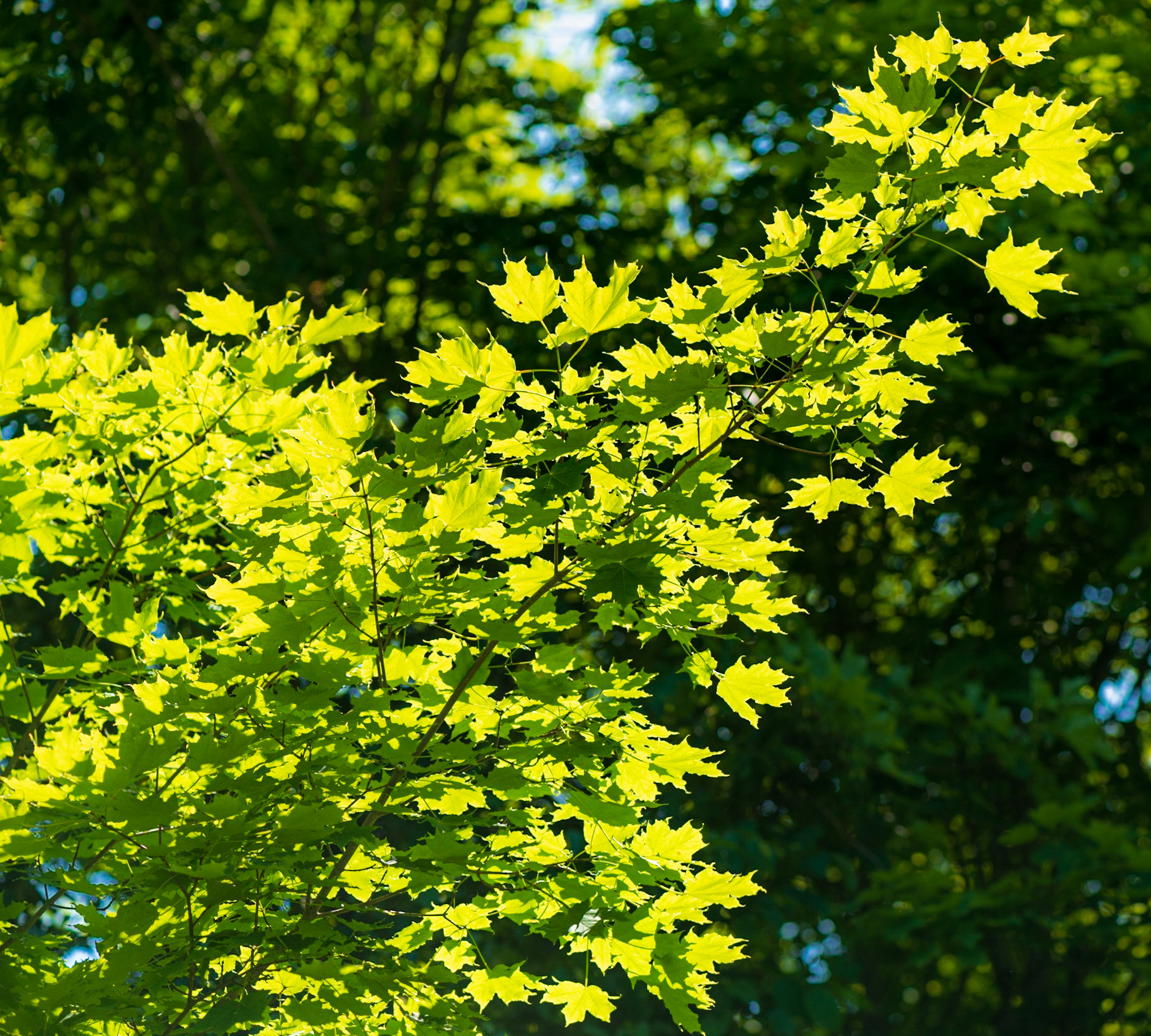 Backlighting of leaves gives them a magical glow that I can’t resist. The diagonal composition lends additional energy to this photograph.