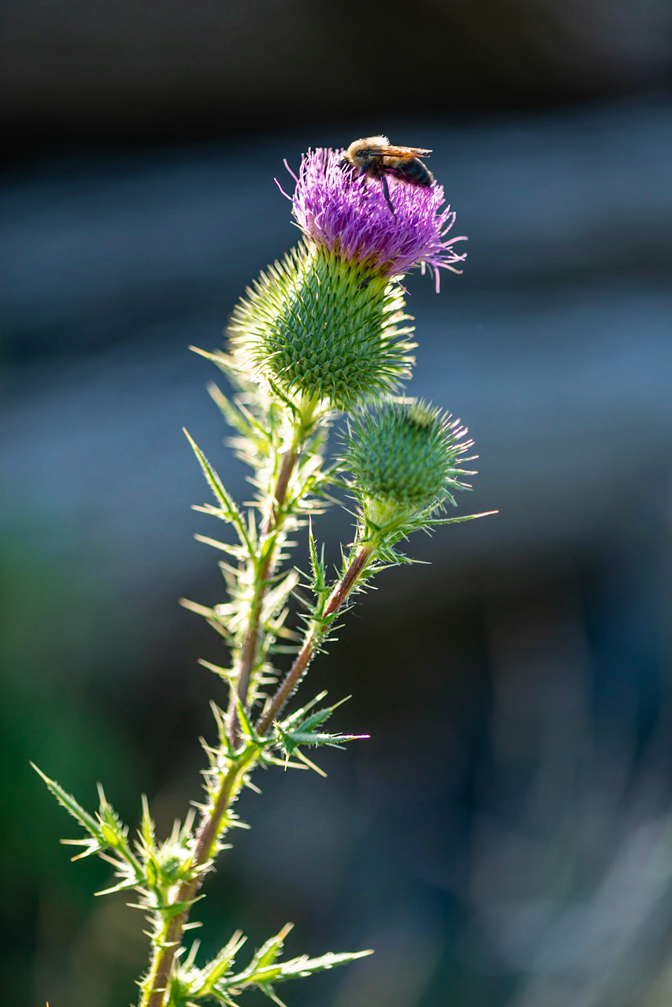 Another backlit shot, but in this case focusing on a single thistle. I needed several shots to capture one with the bee in decent focus.