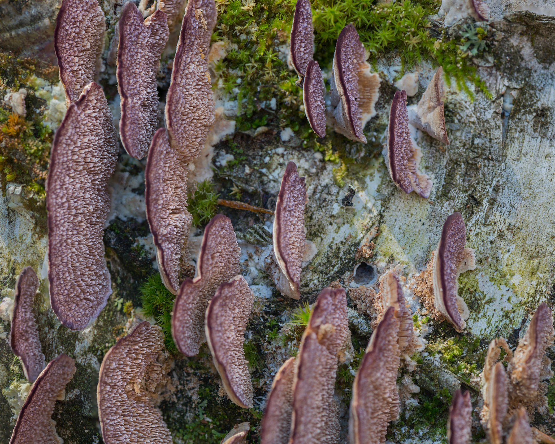 This colourful photo required several shots to be assembled (focus merged).