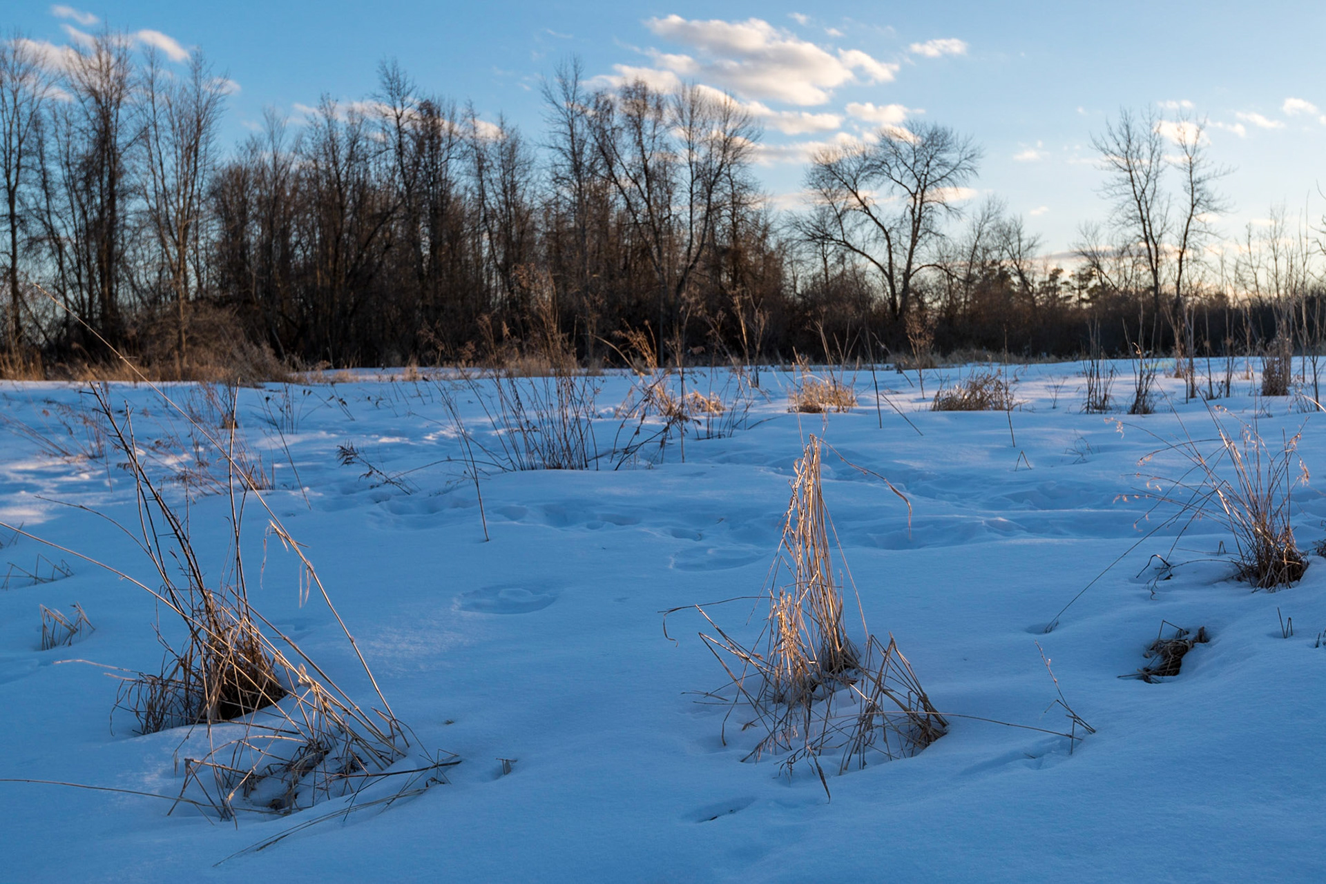 Gold and blue is perhaps my favourite colour combination. Here, there's just enough sun left to highlight the grasses while the snow reflects the blue of the sky.