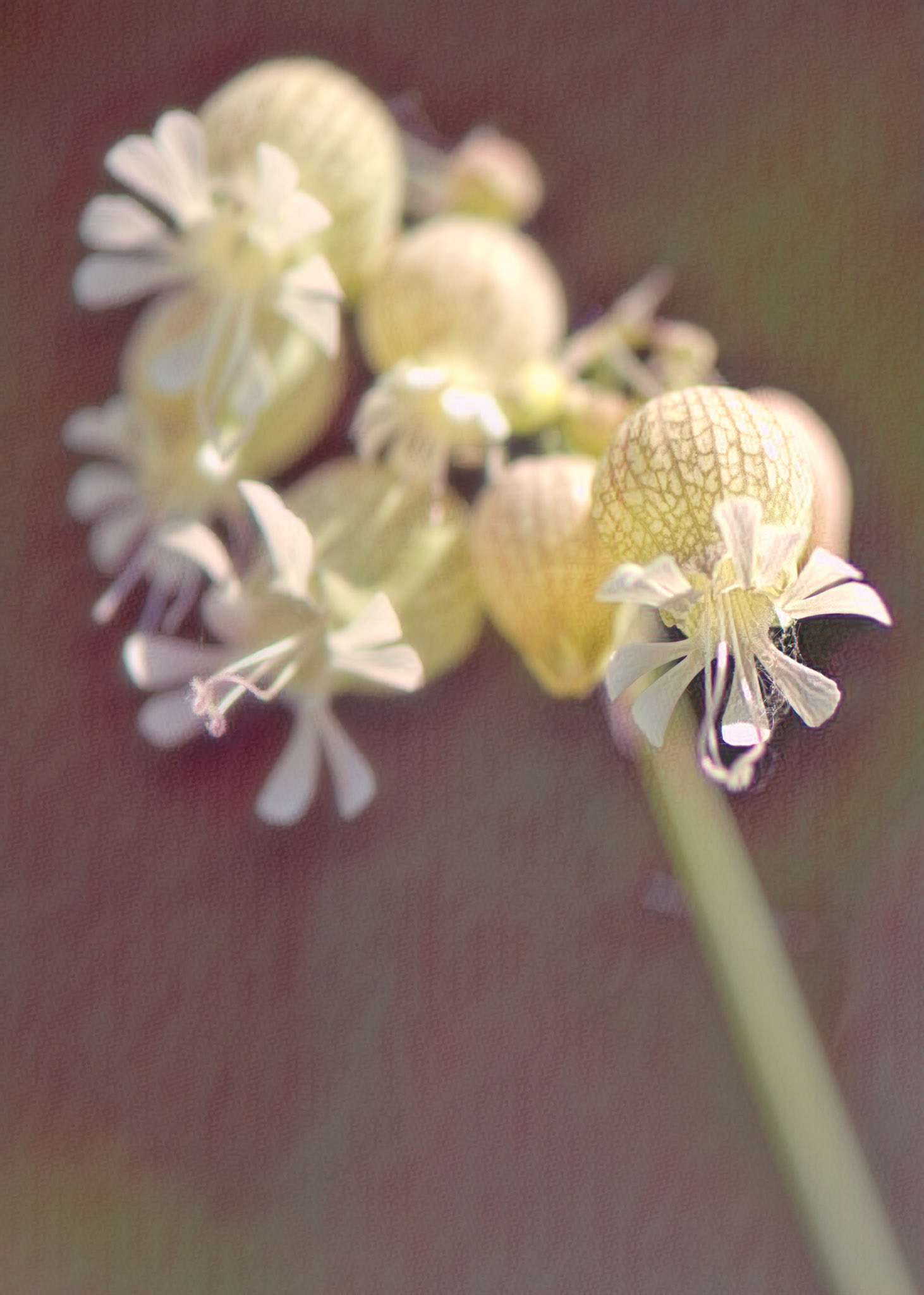 Like many photographers, I have lots of software tools available. In this case, the straight shot didn’t quite work for me, so I decided to try some different processing. I rather like the result.