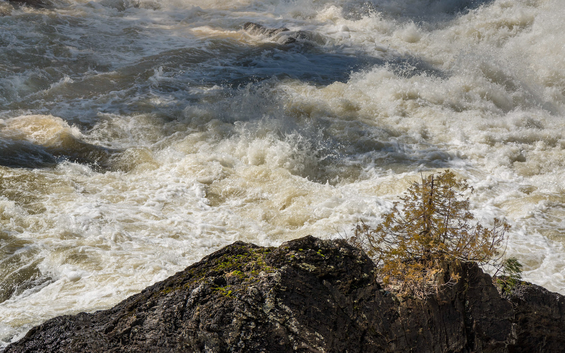 Trees are often found struggling for existence in inhospitible places, such as this poor fellow.