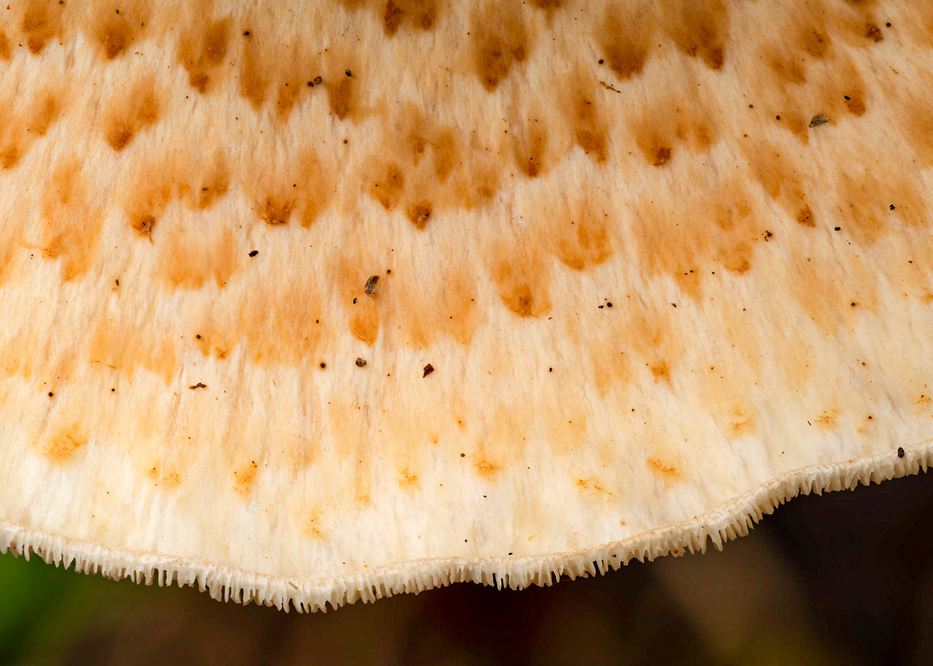 This is a close up shot of the fungus of the previous photo. I wanted to show the detail of the edge and the interesting surface pattern.