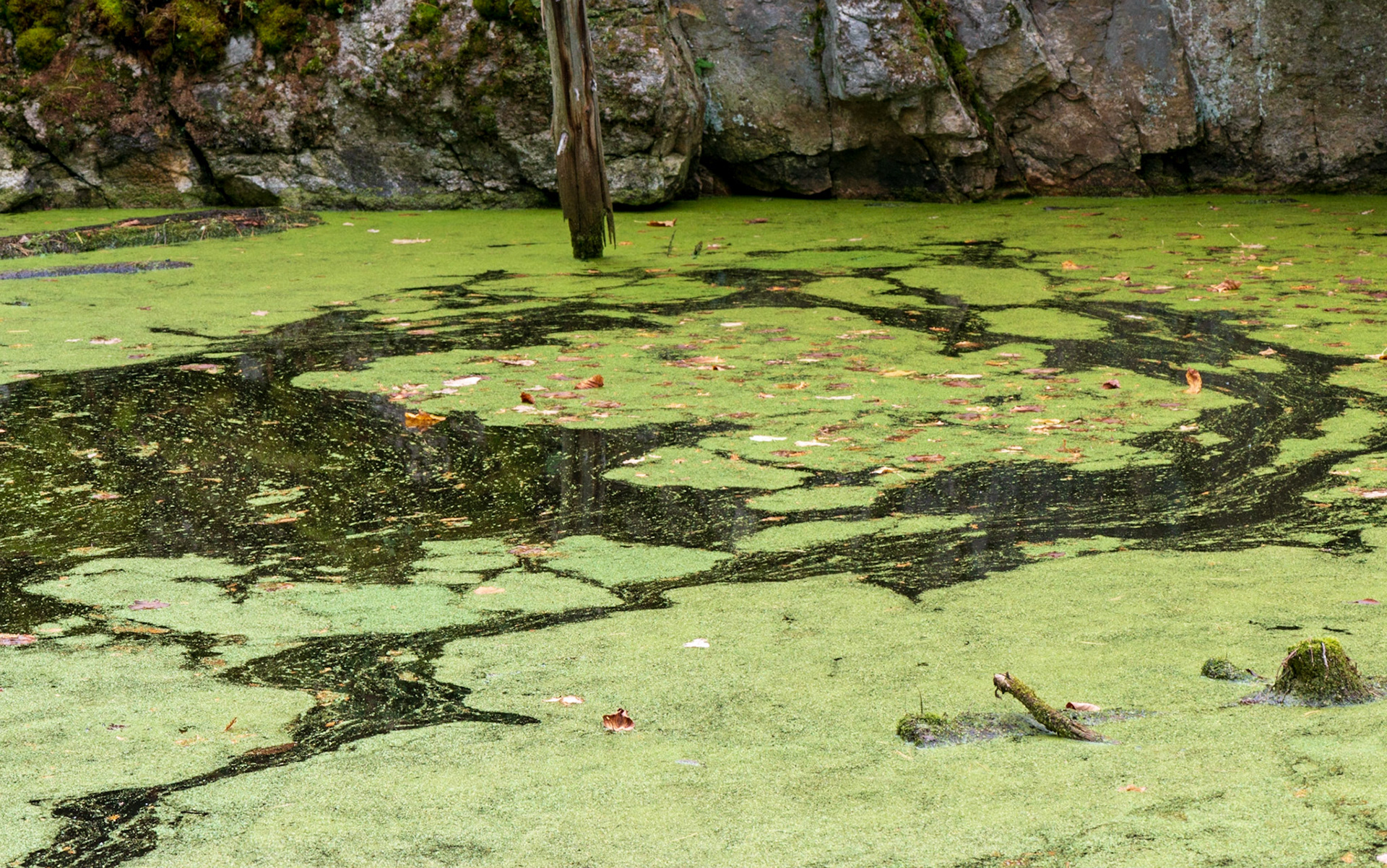 The vertical expressed by the tree branch is complemented by the circle formed by a current in the pond.