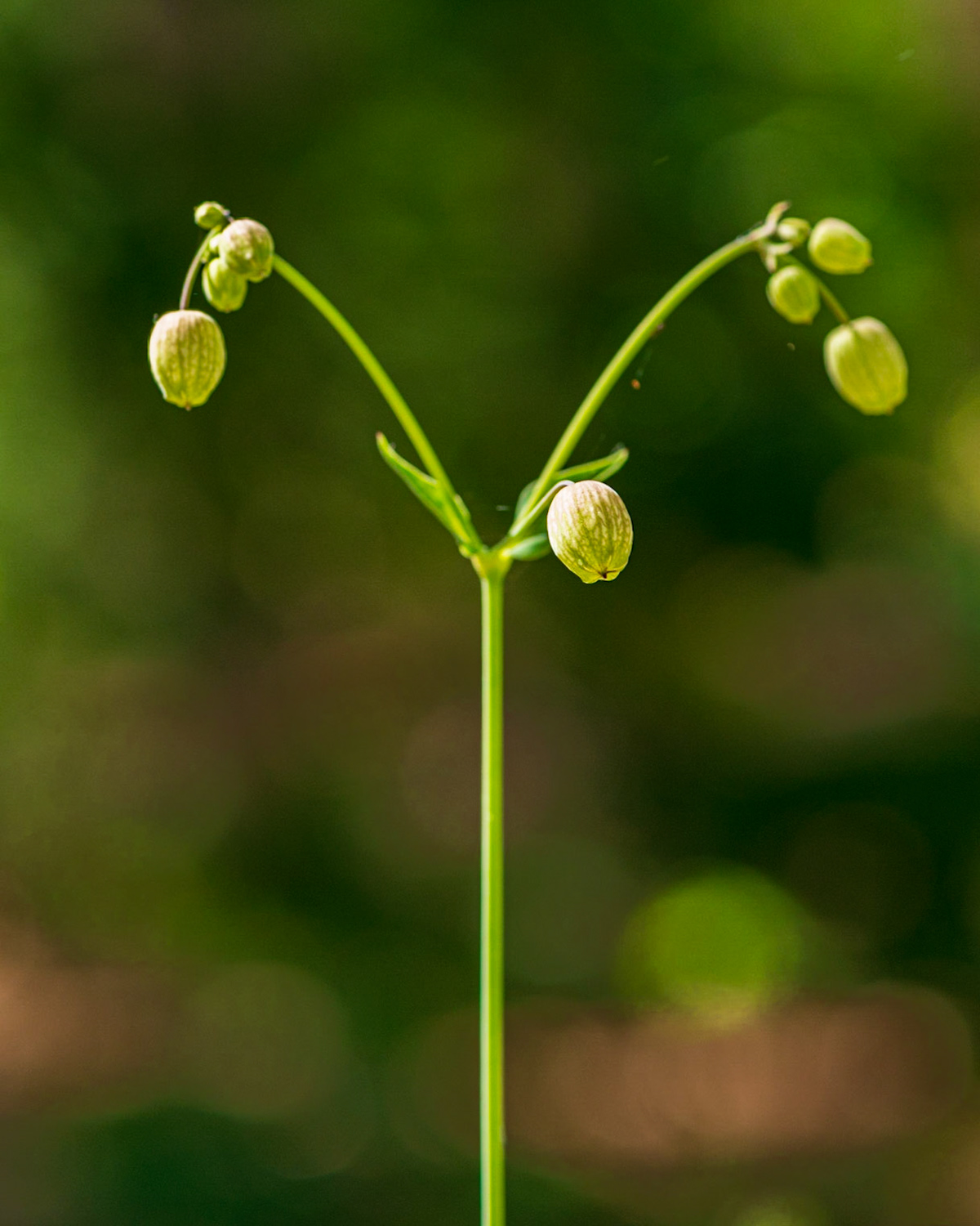 The small fruit in the foreground is the subject and the only thing in focus. The shape of the remaining plant offer leading lines to reinforce the attention given to this fruit.