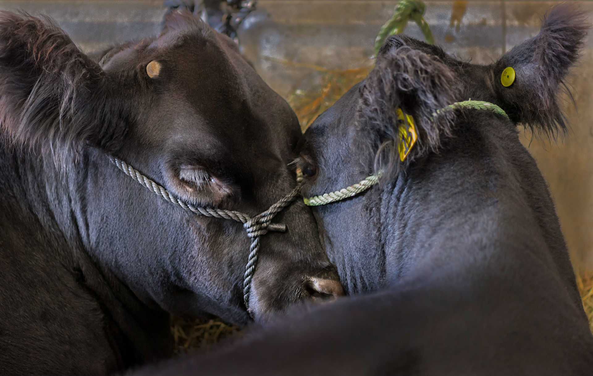 These cows sought comfort from each other in a quiet part of a very busy barn.