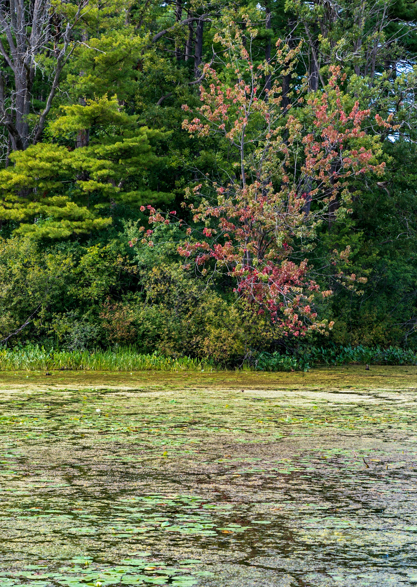 Red is such a strong colour that even a hint of it is often sufficient, especially when set against complementary green shades.