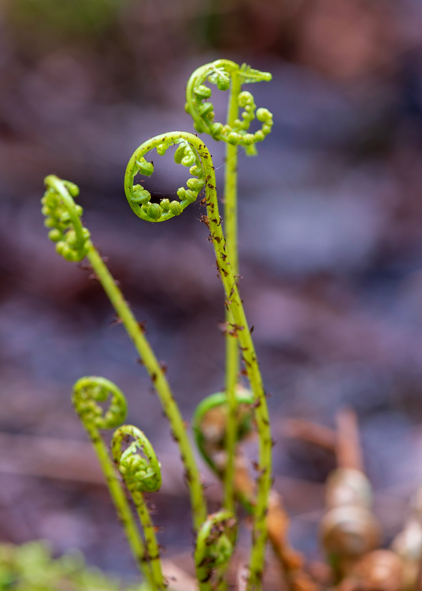 I was down on my knees, with my tripod legs extended flat to the ground, to capture this shot. I particularly wanted the circular fern to be sharp and isolated from its brethren, with as soft a background as I could manage.