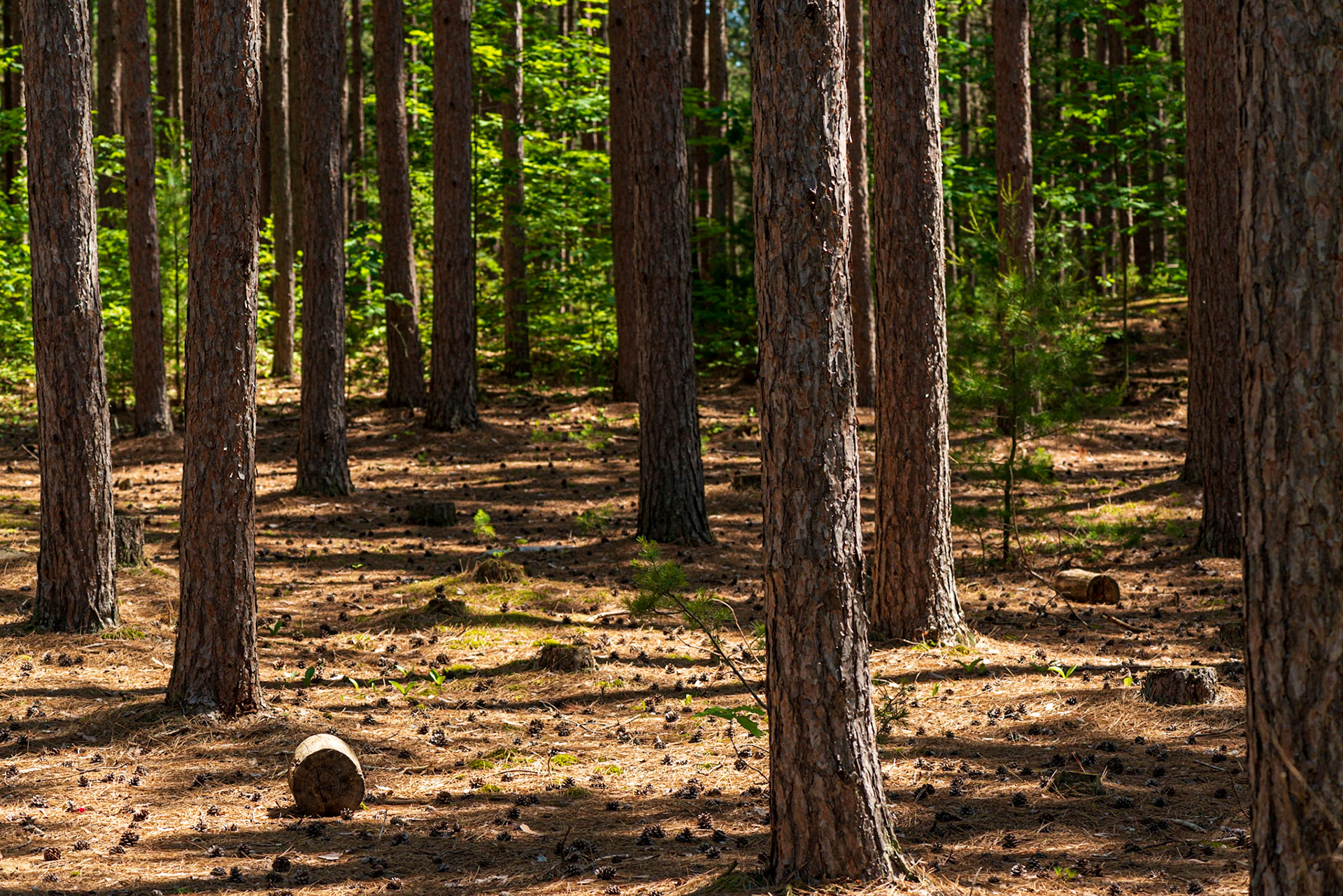 A typical forest scene. Here, I’ve chosen the cut log in the patch of sunlight to serve as the focal point and arranged the composition accordingly.