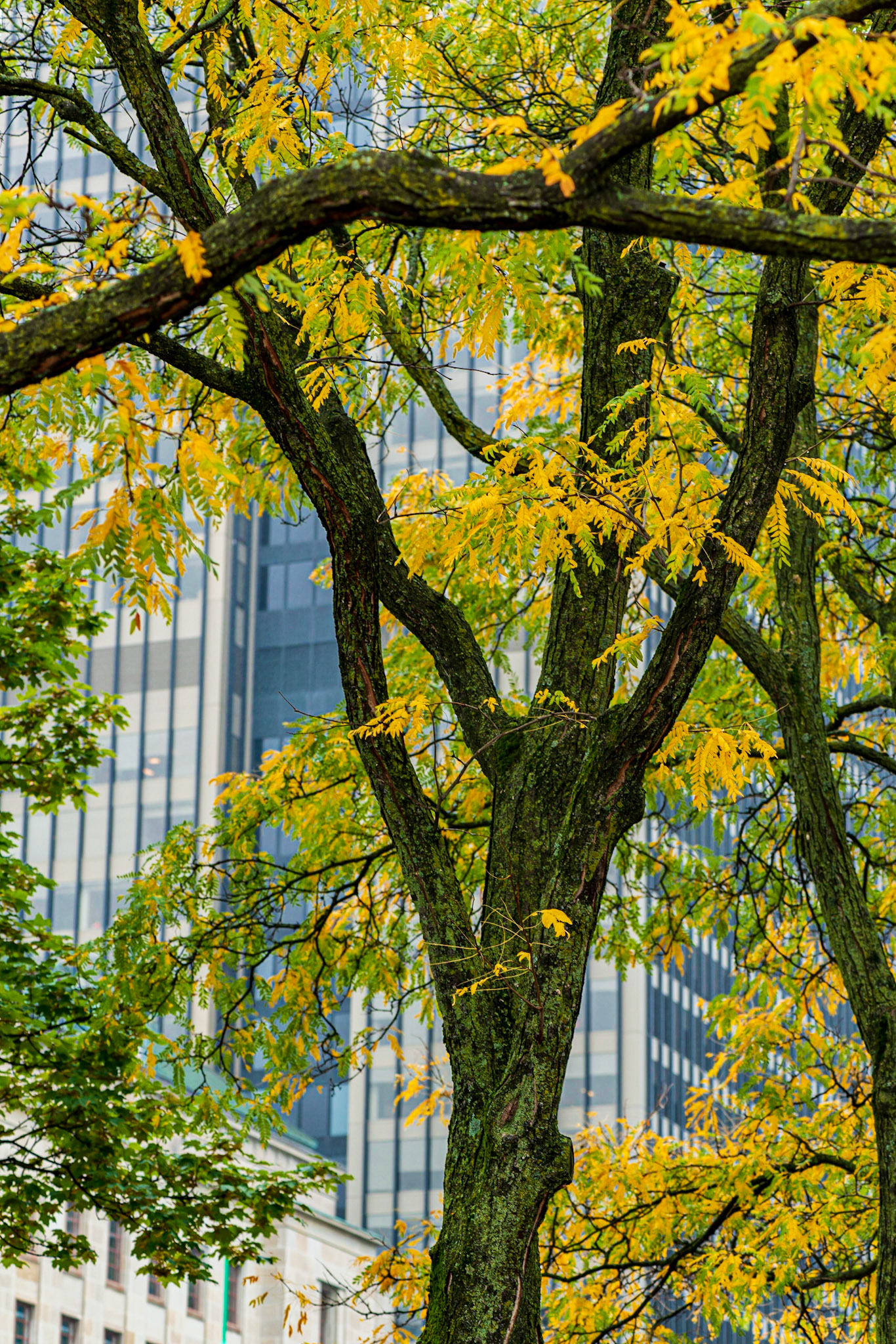 This shot is all about contrasts: yellow/blue and organic/inorganic. The tree would not have been nearly as colour saturated without the rain.