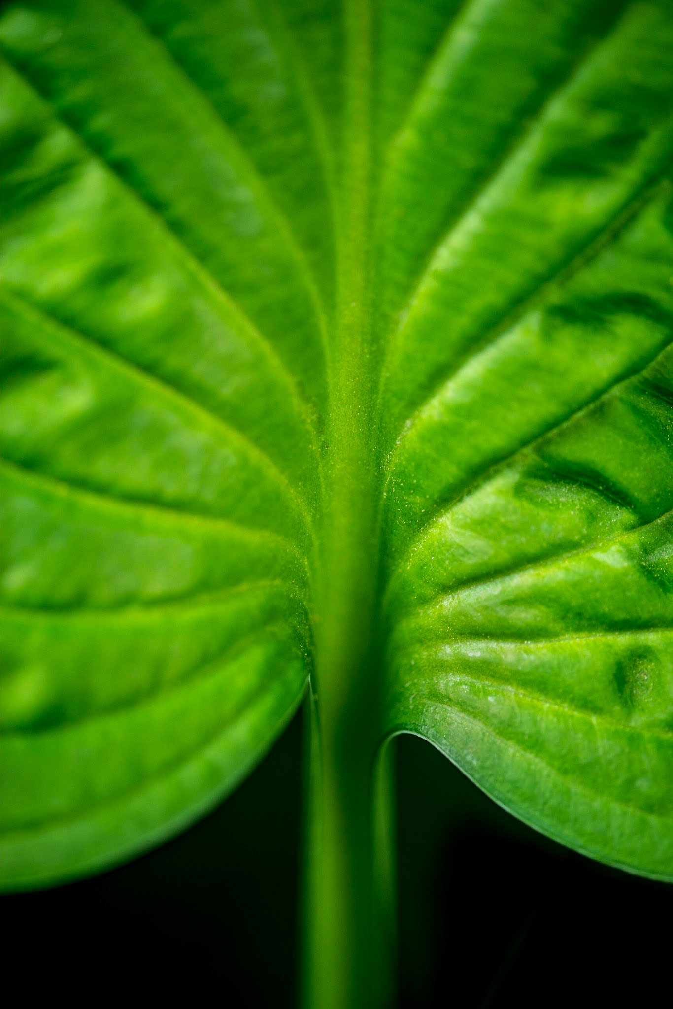 I love geometric shapes and symmetries. The symmetry of this hosta leaf caught my attention. Yet its the asymmetries that make it especially interesting.