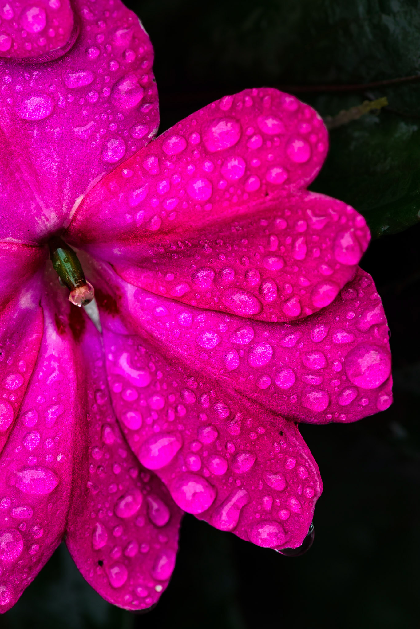 The rain accentuated the many flower gardens in the Parliament Hill area. Here we have bold colour, texture from the rain drops, and the contrasting stamen serving as a centre of interest.