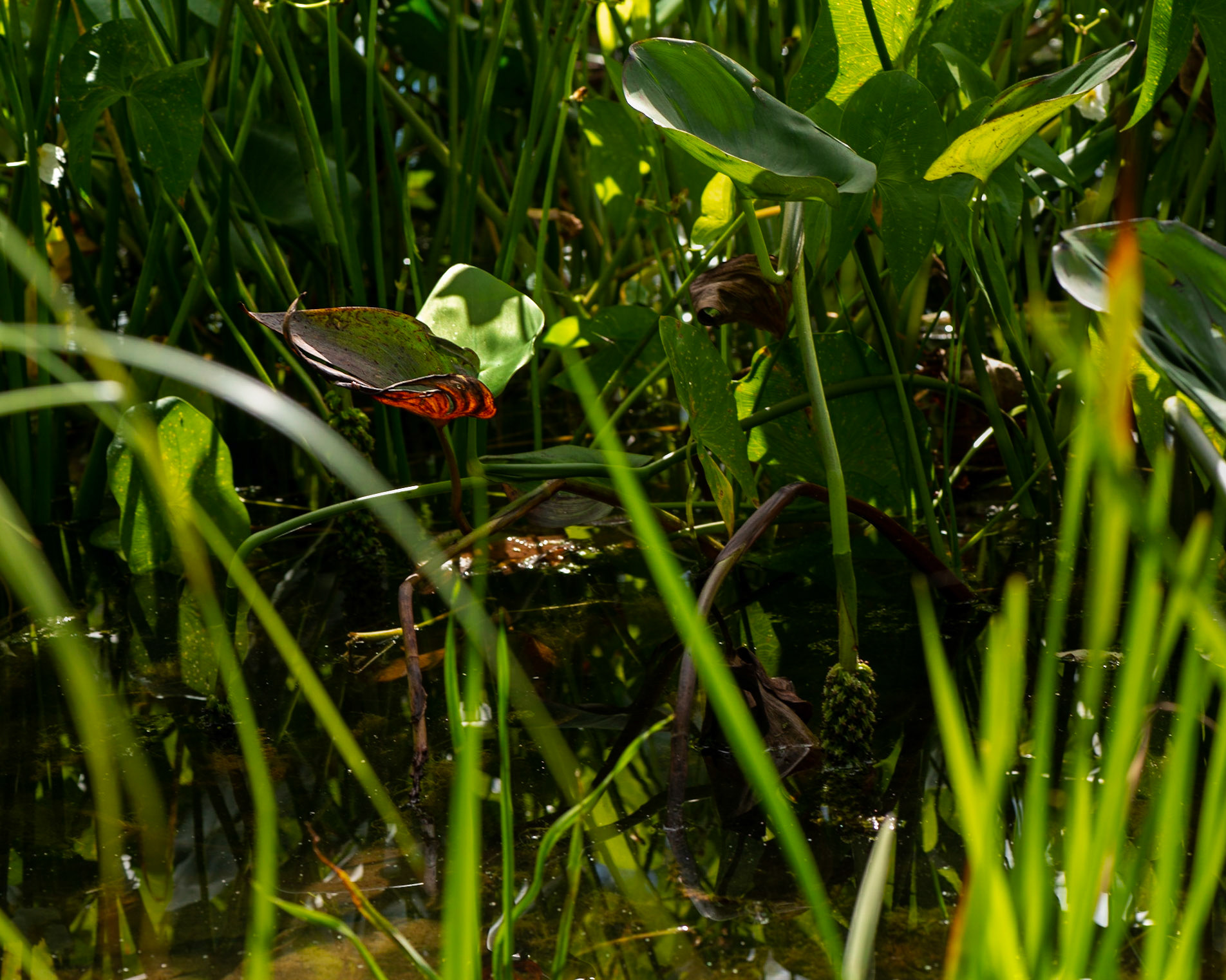 The red leaf immediately drew my attention. I took several shots looking to suitably frame it within the surrounding foliage.