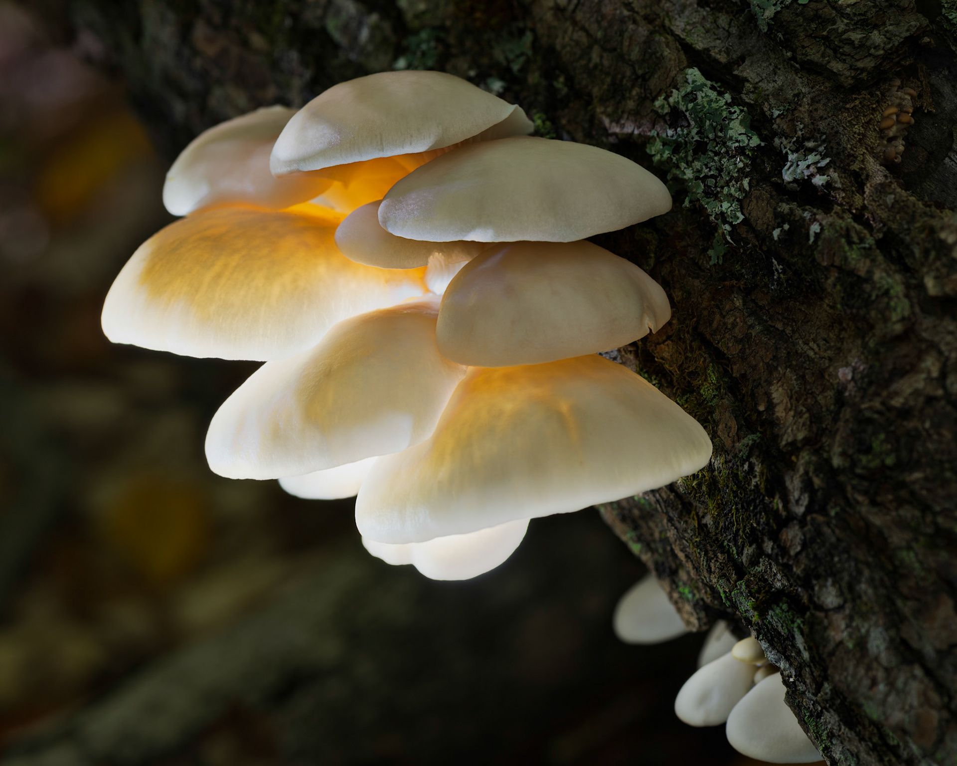 Mushrooms don't normally see light coming from below, unless a photographer is there with a flashlight.