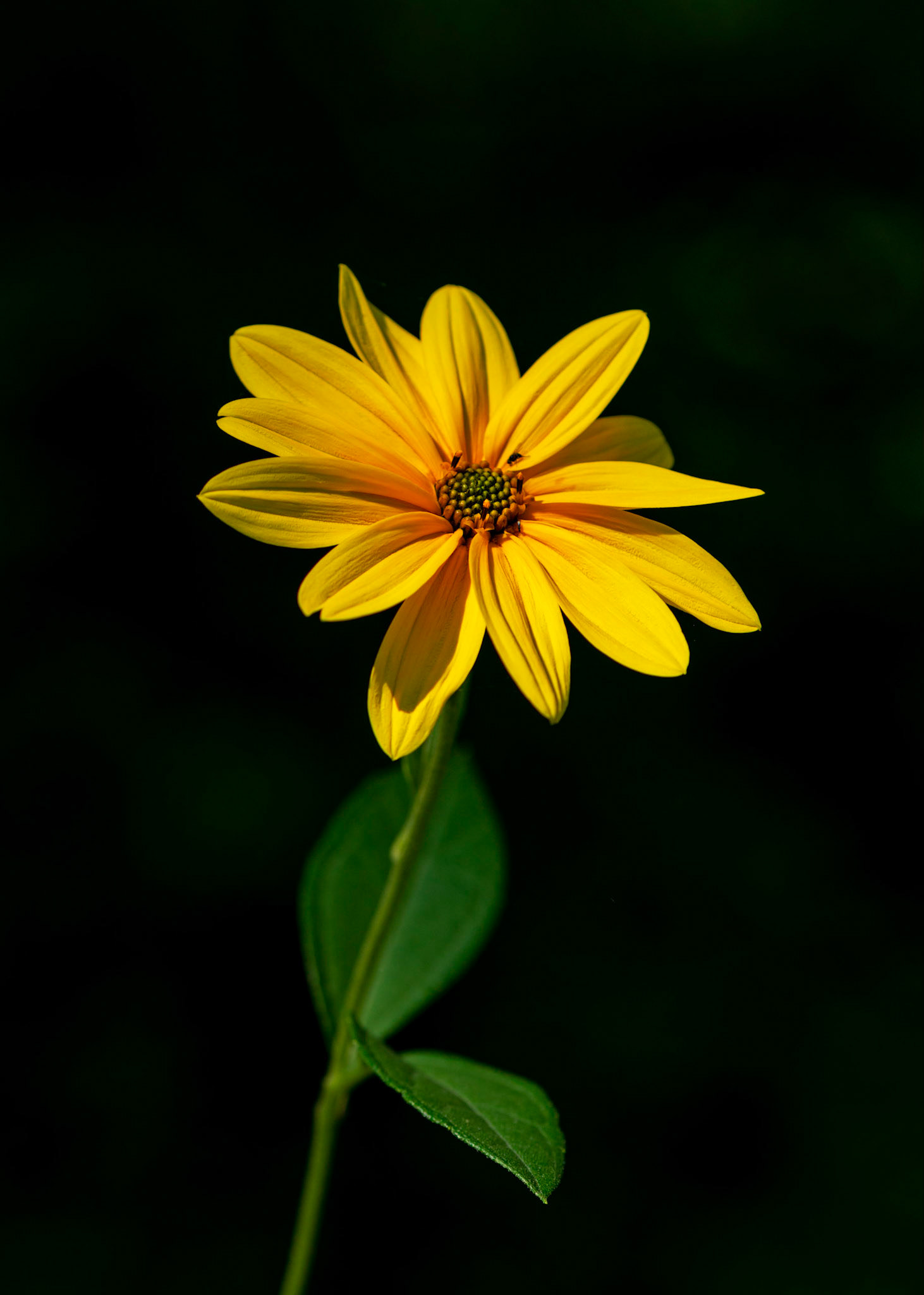 The flower was in sunlight while the background was dark. I darkened the background a little more in post processing.