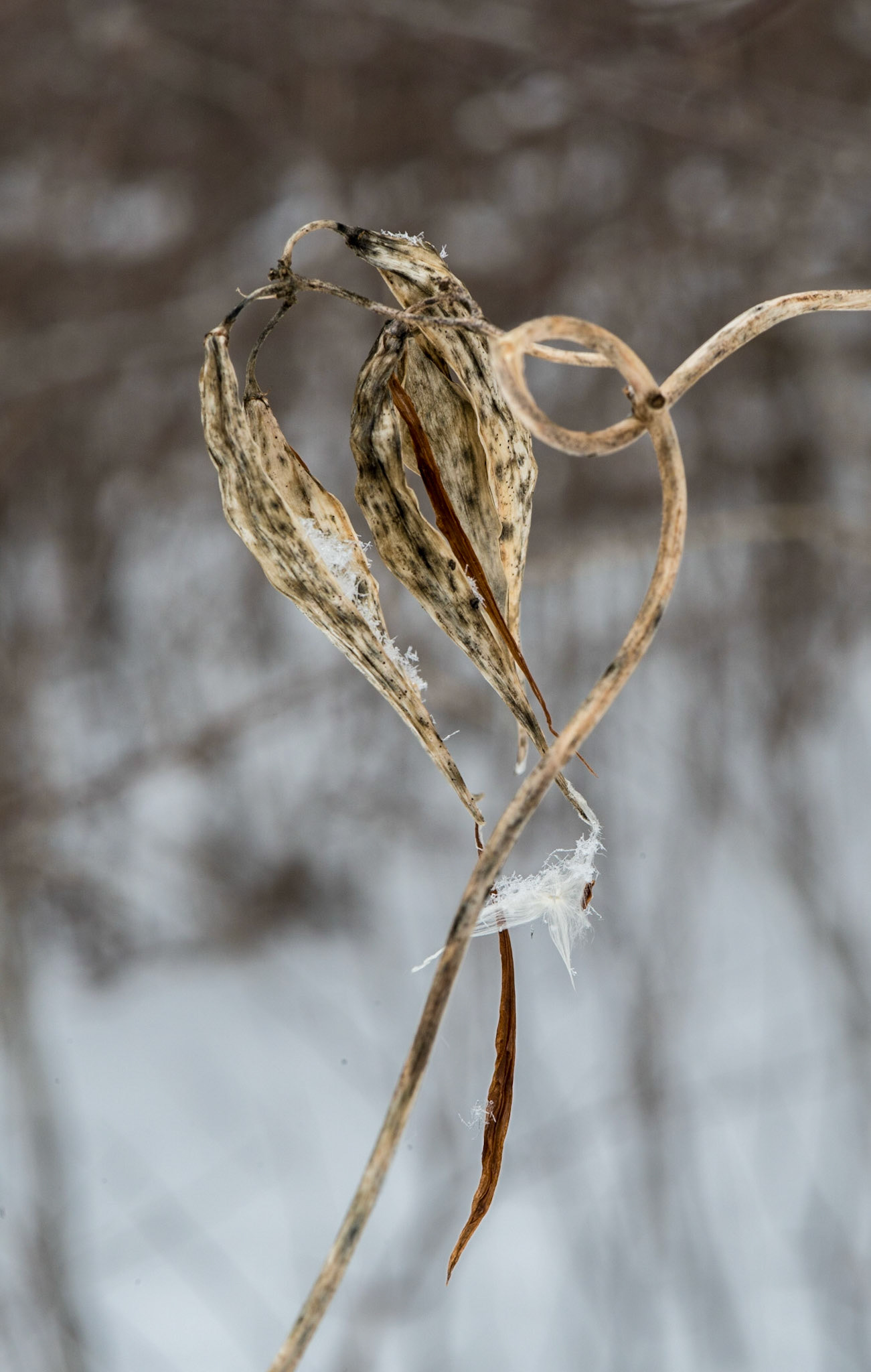 I was particularly interested in the shape formed by this dead milkweed.