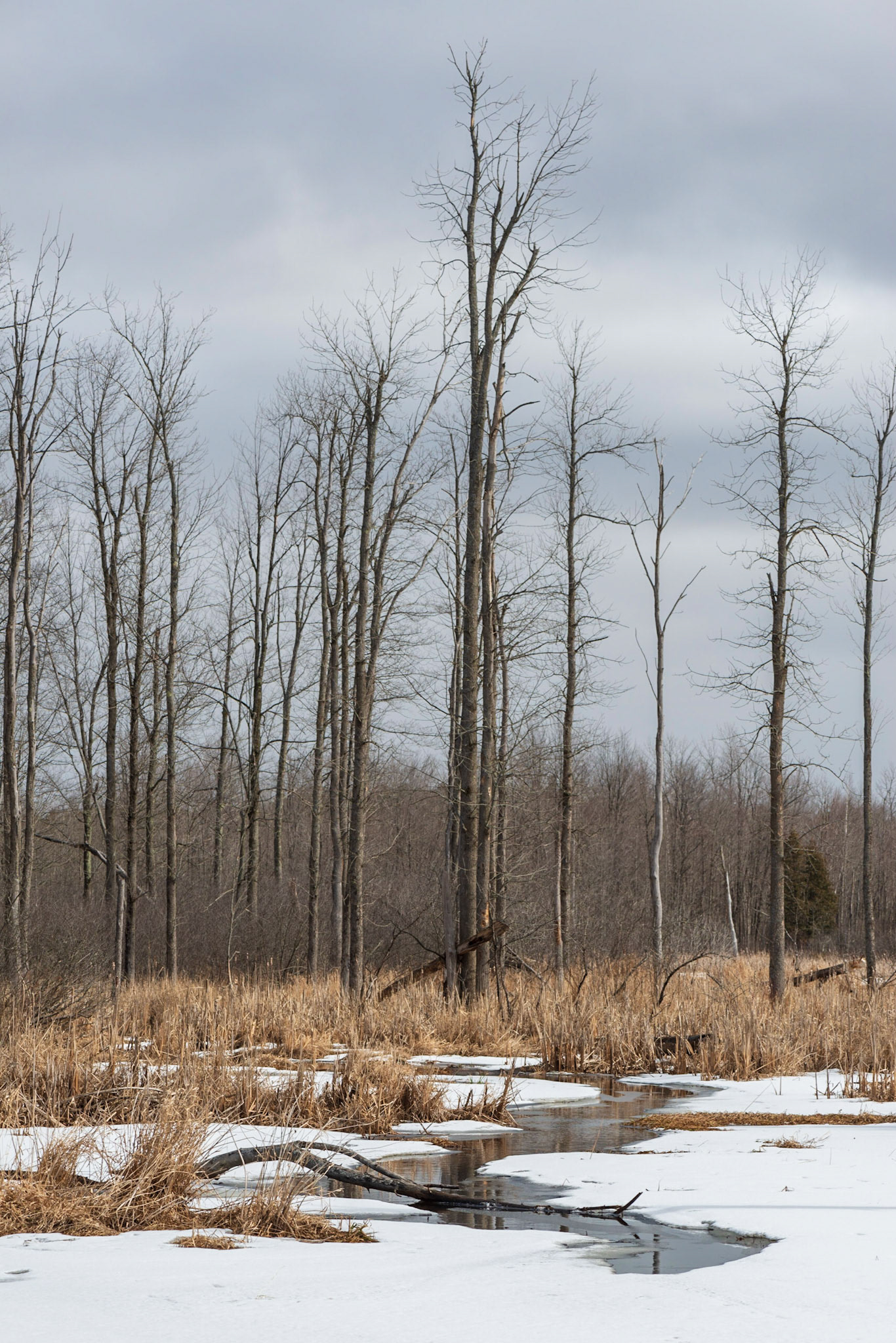I'm always looking for an interesting foreground element to combine with a contrasting background. Here we have horizontals in the foreground and verticals in the background.
