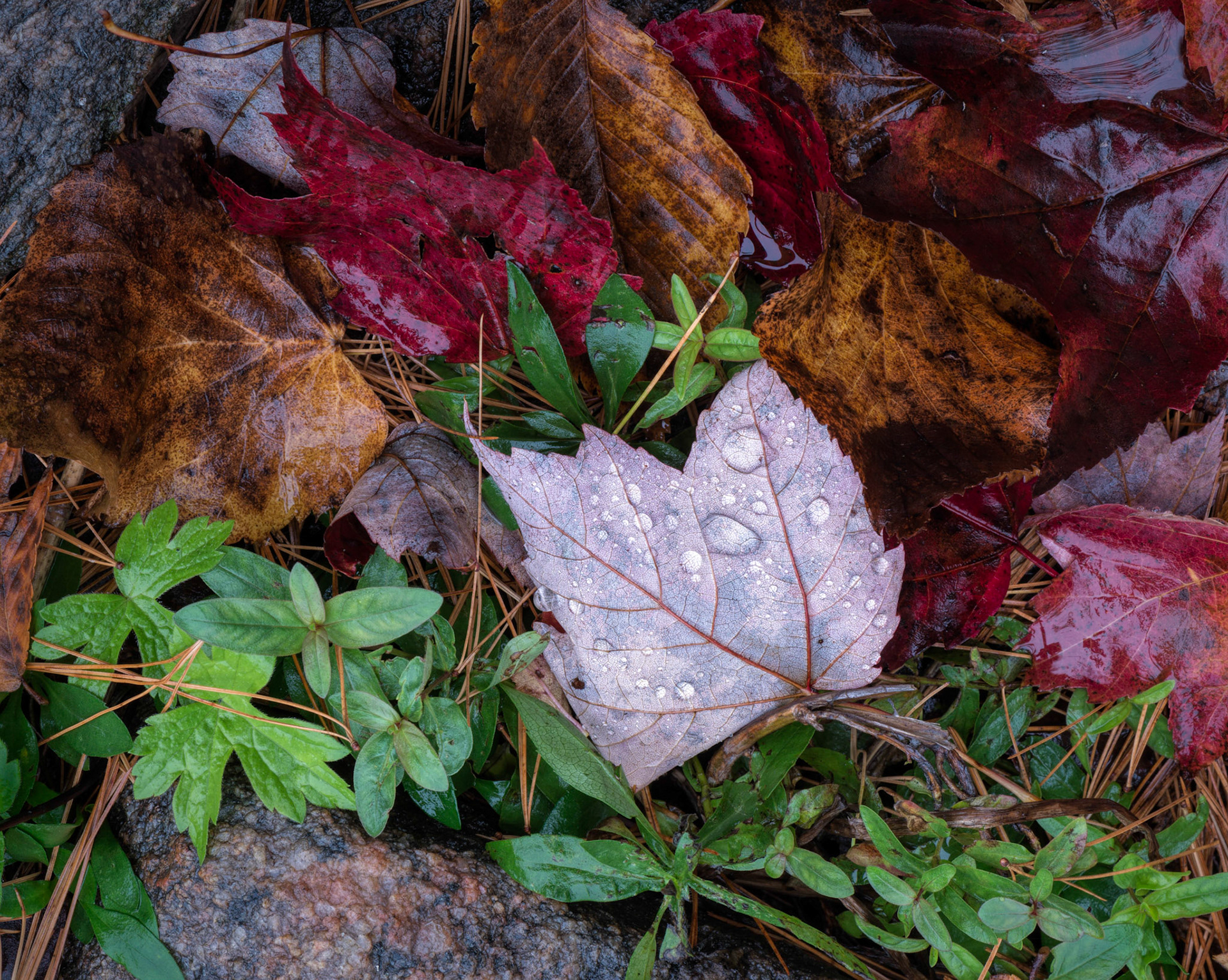 This colourful arrangement of (mostly) maple leaves, with one dominant leaf, caught my eye.
