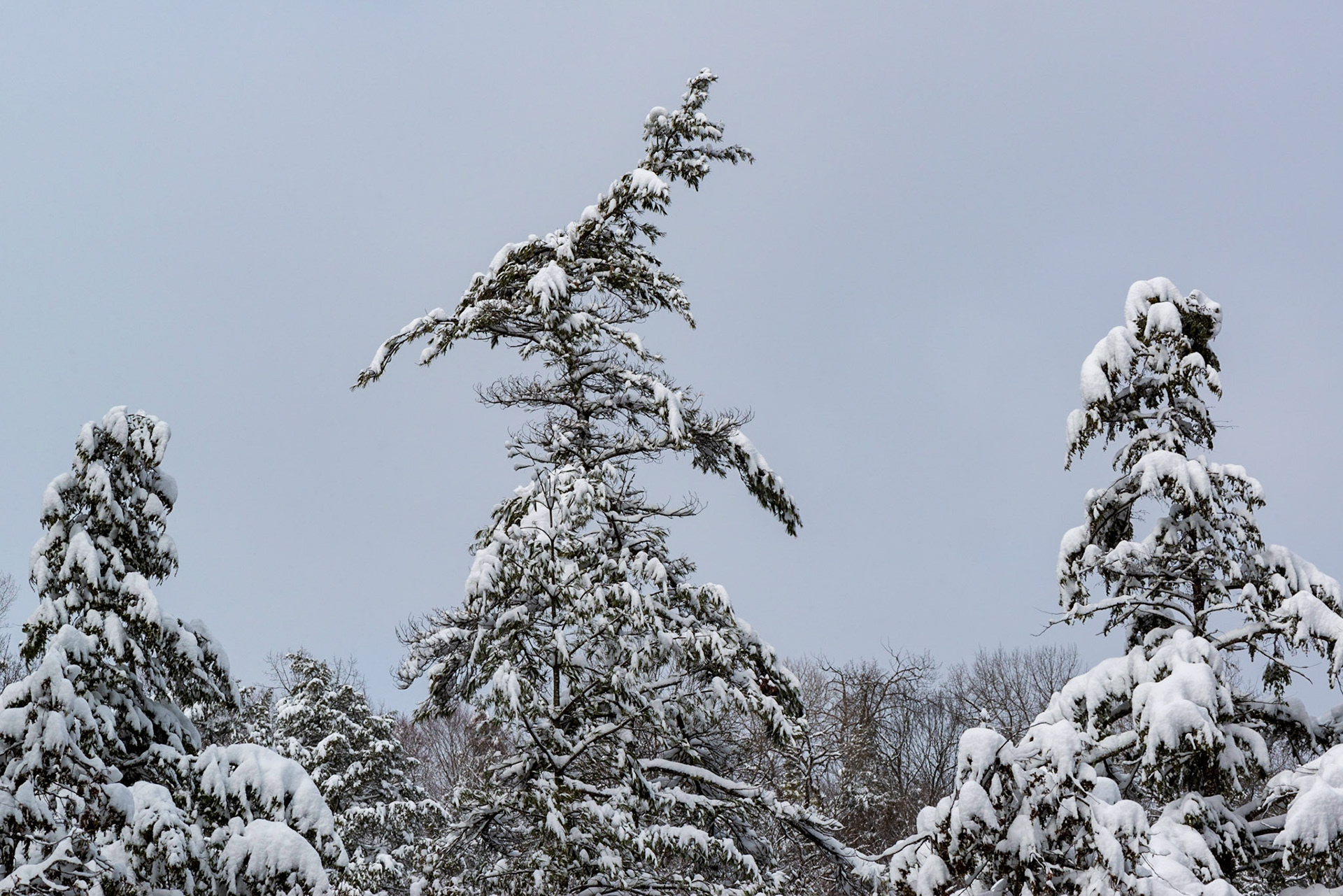 Snow-covered trees were everywhere. Here, I composed a shot concentrating on three that provided a somewhat symmetrical grouping.
