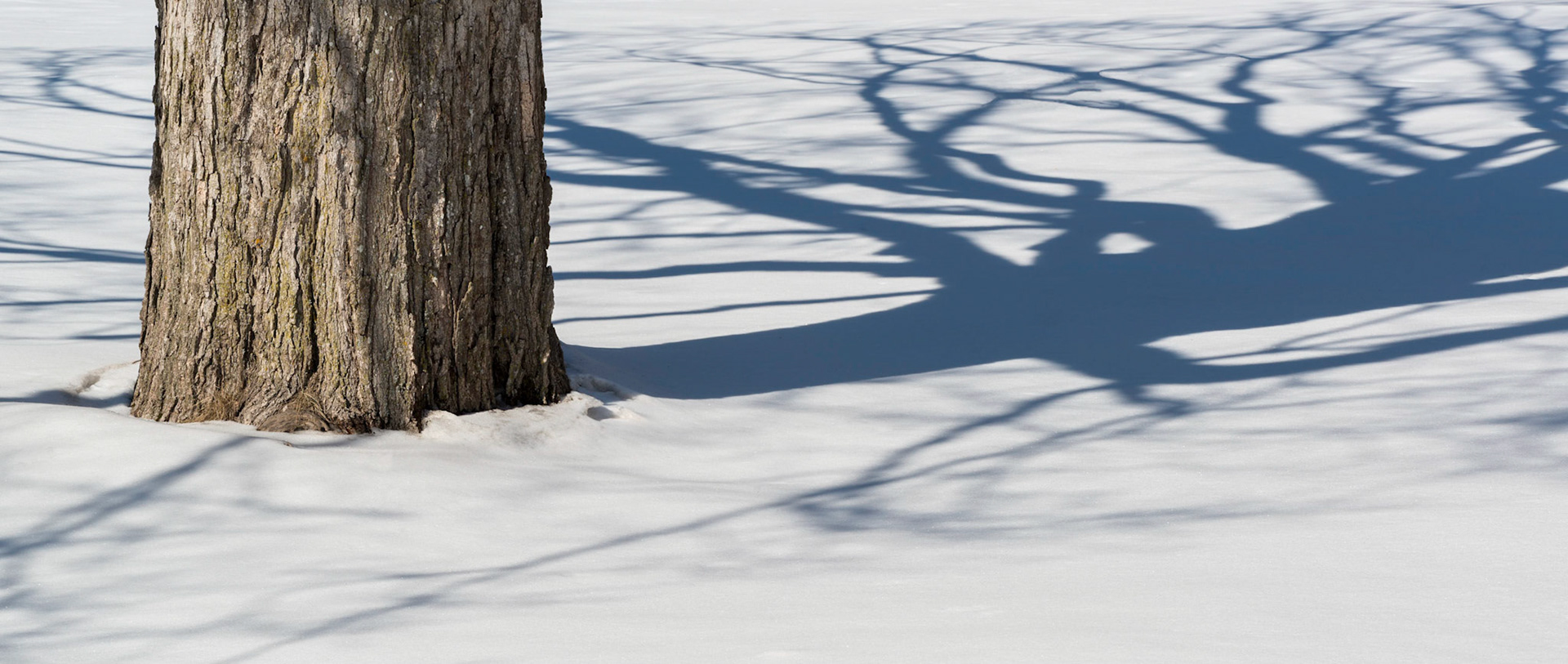 This particular tree stood at the entrance to the forest Interpretation Centre in a lawn area that was perfect for capturing the shadow that it cast.