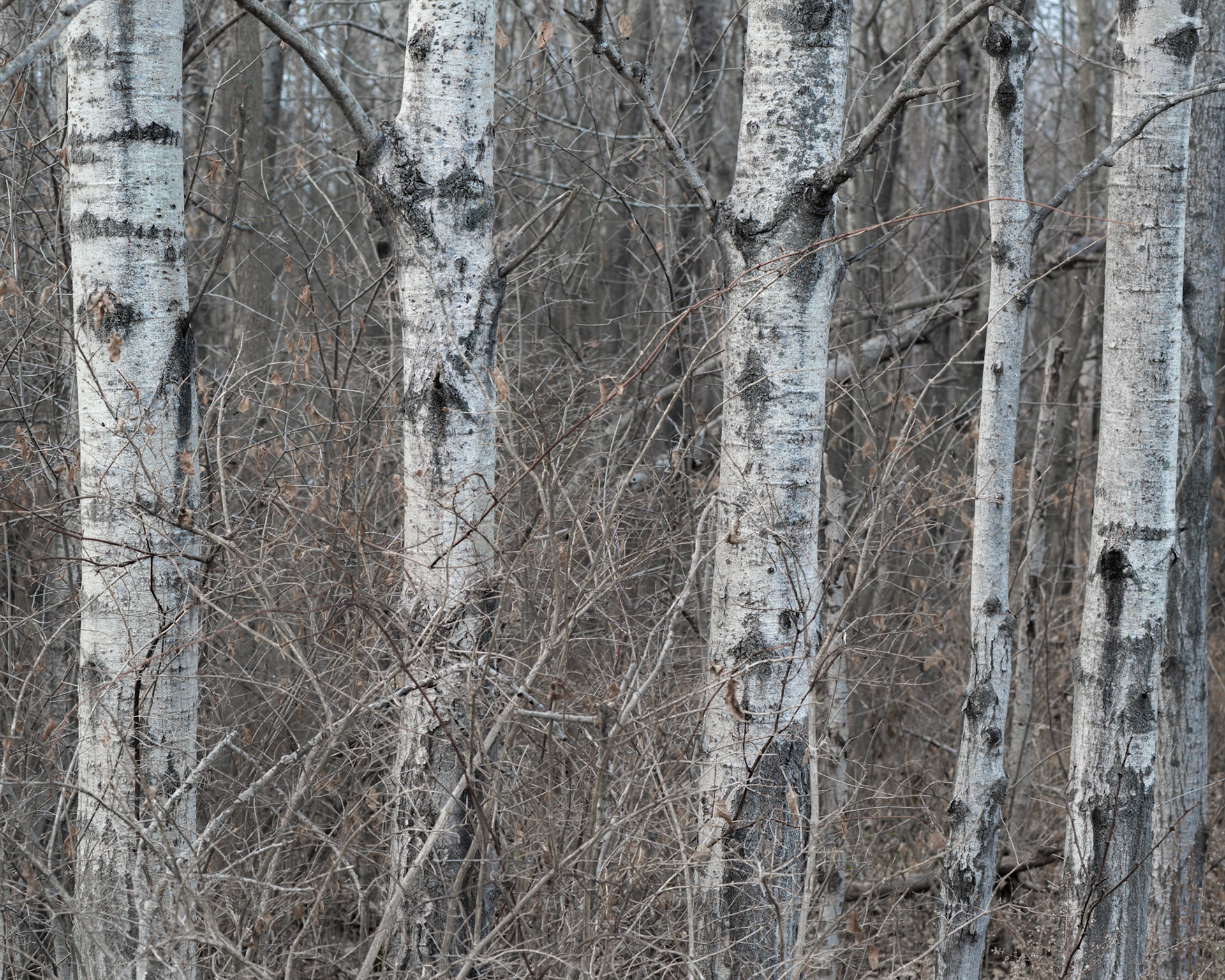A simple design intended to evoke feelings of stillness and quiet. At any other time of year the birch trees wouldn't have stood out from the background as well.