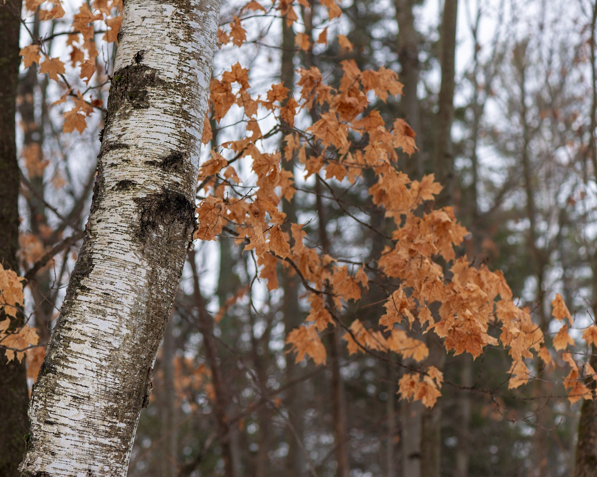 The birch is obviously the main subject here since it's the only thing in focus, and I've used the strong orange leaves to balance it in the frame.