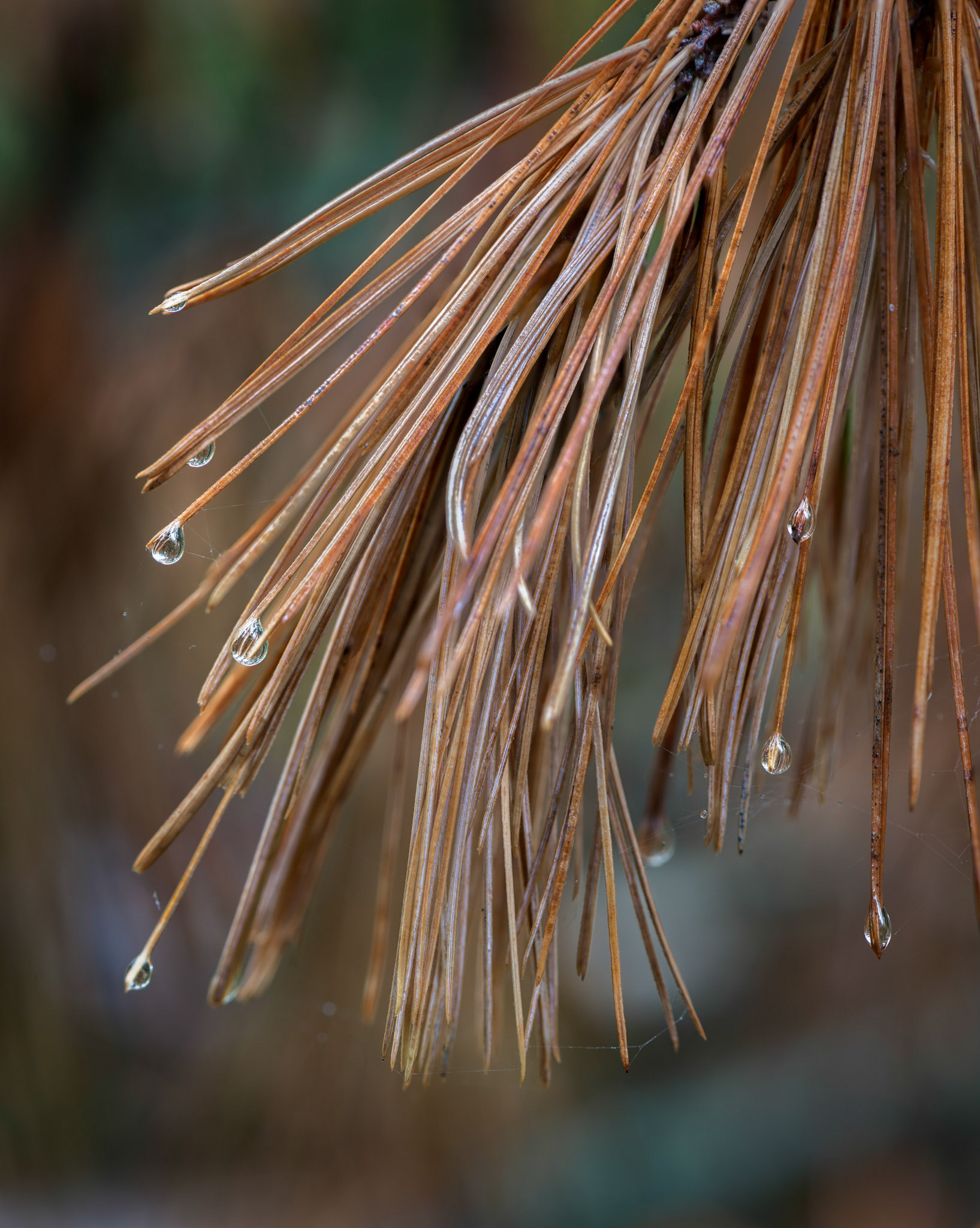 Simplicity of composition with a limited depth of field was the main consideration with this shot.