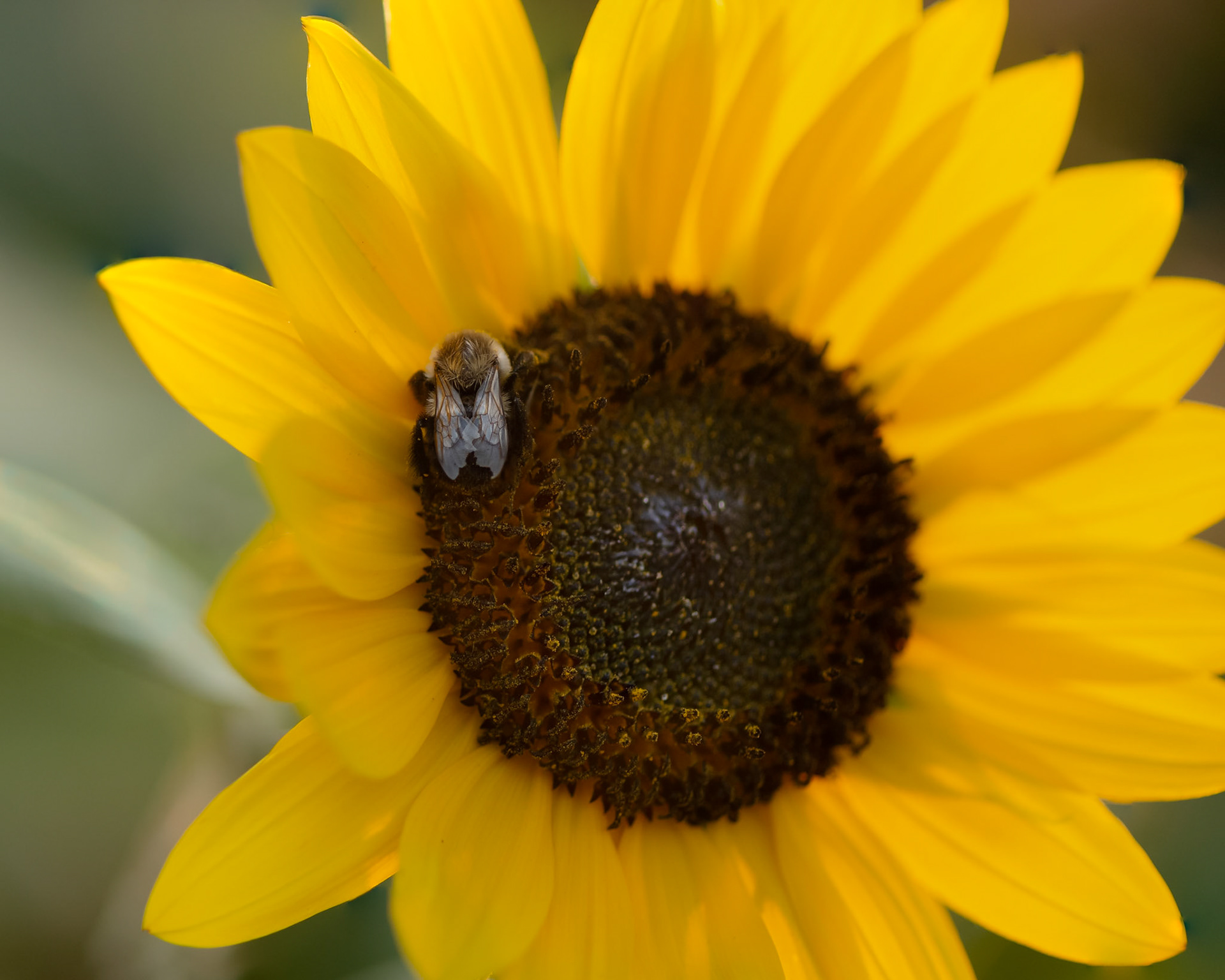 Another tricky shot to take. I needed many attempts to get the bee in focus despite the wind.