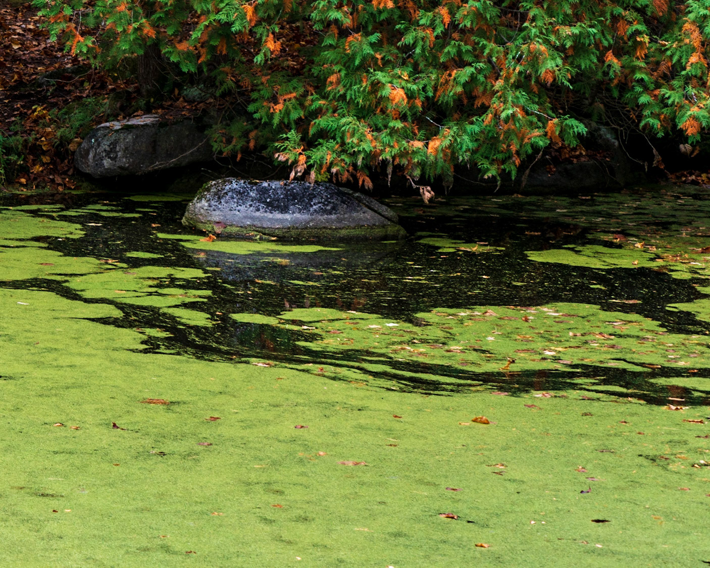 The rock is the main subject here, with the dark parts of the pond helping to draw the eye towards it. The strong orange/green at the upper right is balanced with a large area of solid green at the lower left.