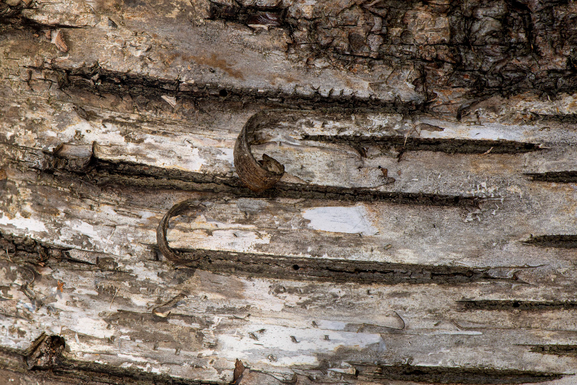 I took several shots of bark. In this case the two curls break the pattern of the horizontal lines in the bark and draw the eye.
