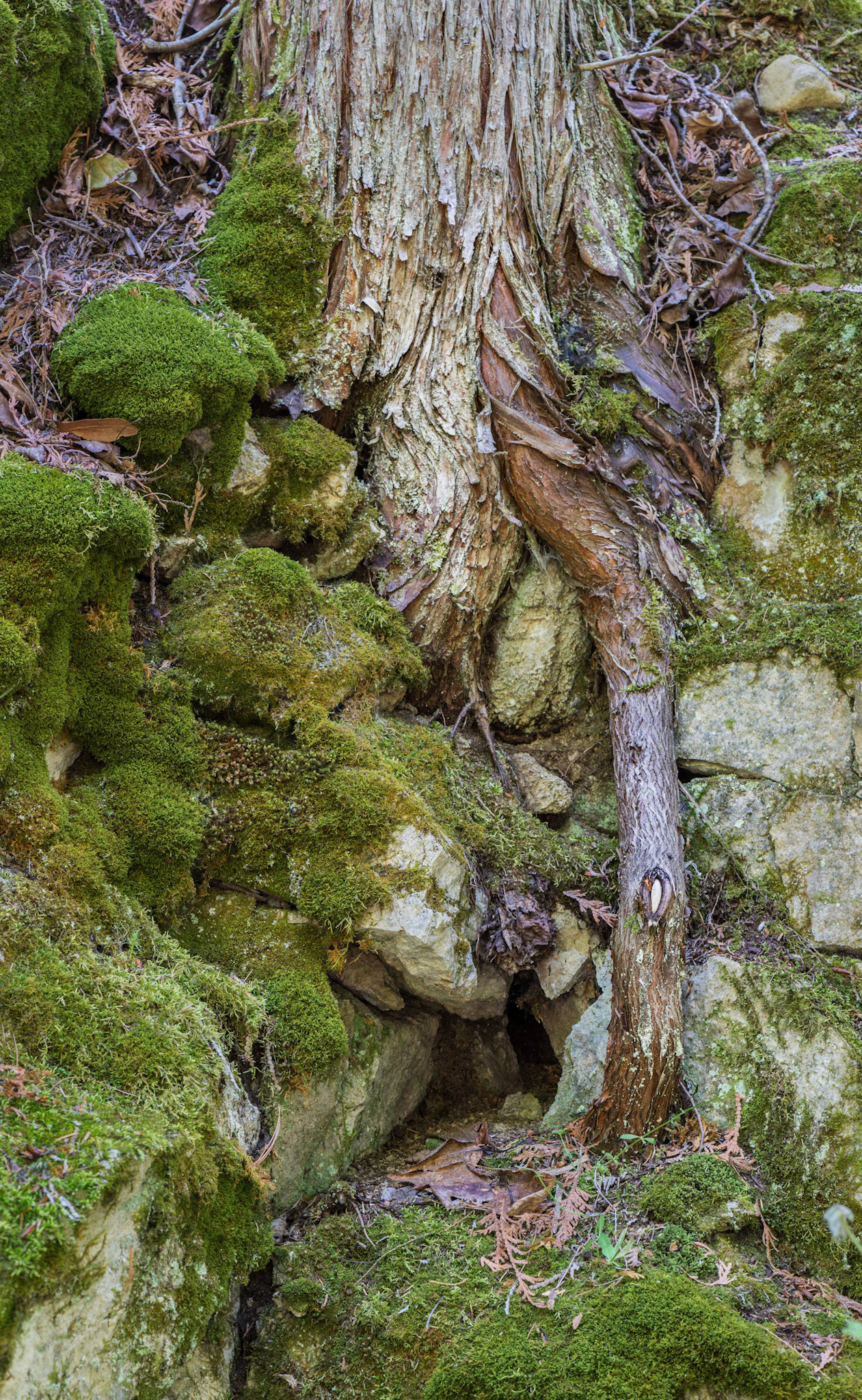 Along with ferns, several trees took root in the rock wall bordering the causeway.