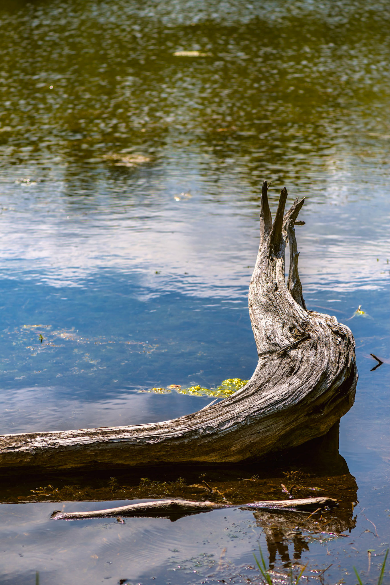 I see faces in everything, including this driftwood which appears at rest and enjoying the sunshine.