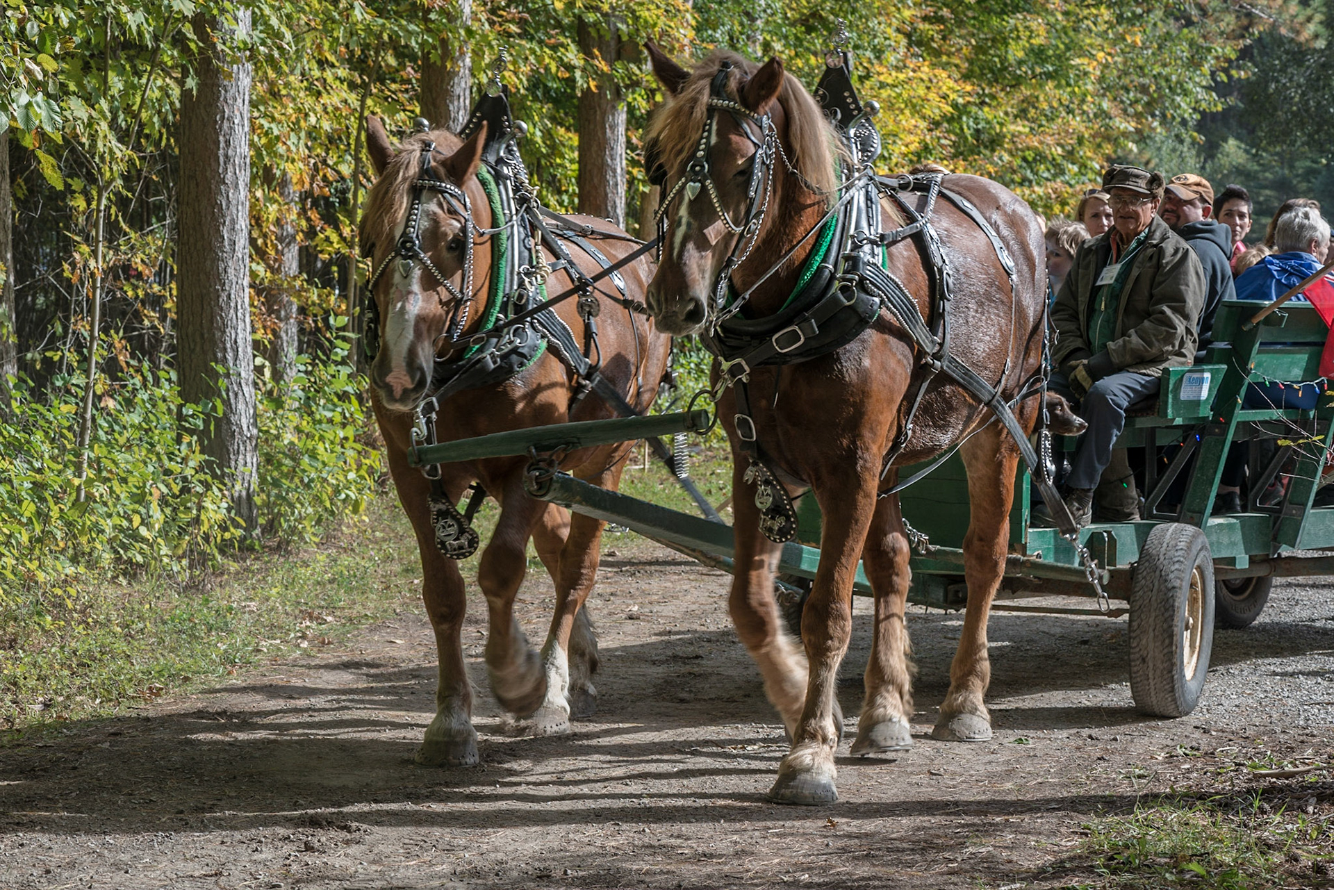 Several events were organized for visitors to the forest, including horse-drawn rides