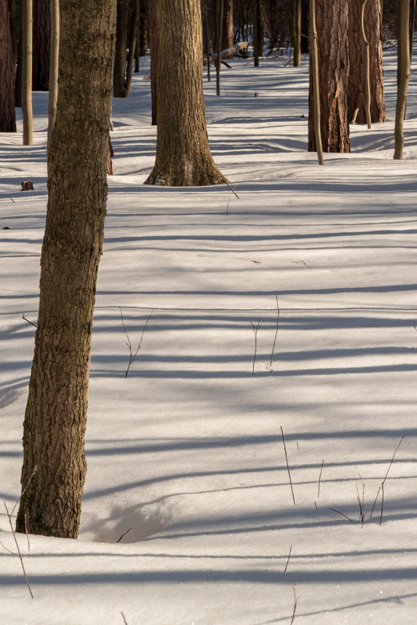 A sunny day in the forest offers many shots like this one. Here, I tried to position myself so that the main verticals were separated from each other and provided an implied diagonal from lower left to upper right.