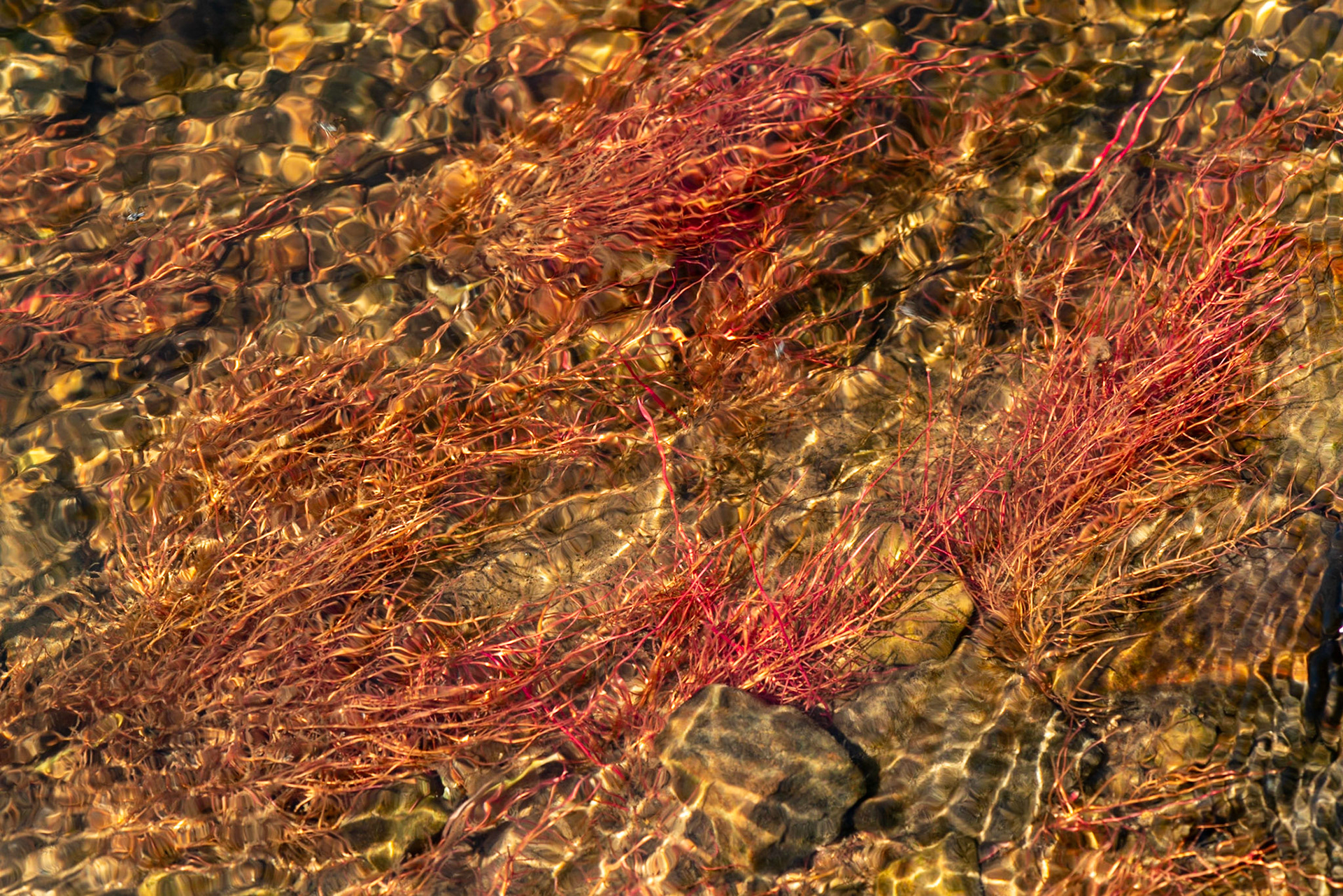 I love the textures in this shot, along with the subtle contrast of red on gold. The diagonal lines also add to the shot.