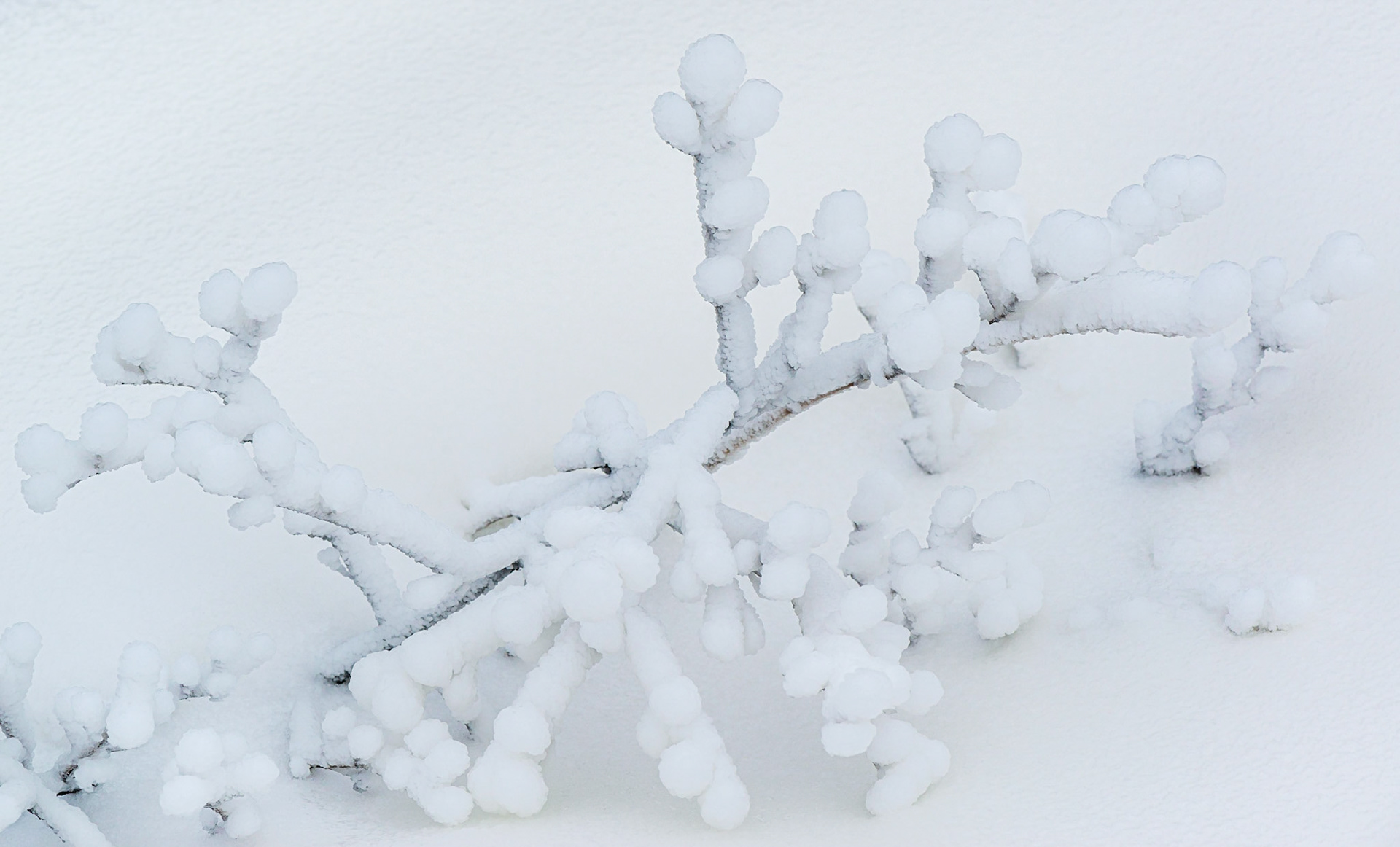This is basically a study of (bluish) white on white. The small amount of visible branch offers an attractive diagonal, and there’s just enough tonal separation for the eye to easily distinguish the snow-covered plant from the background.