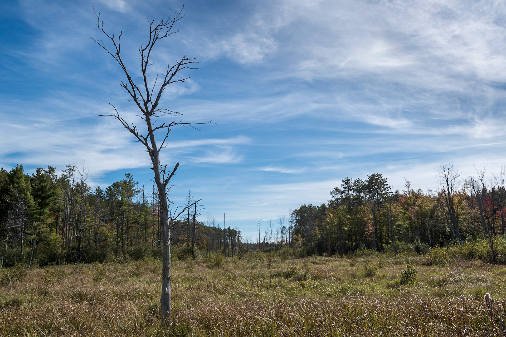 A lone tree is a favourite subject of mine. Here I've found one separated from the rest of the forest with an interesting sky to provide balance to the frame