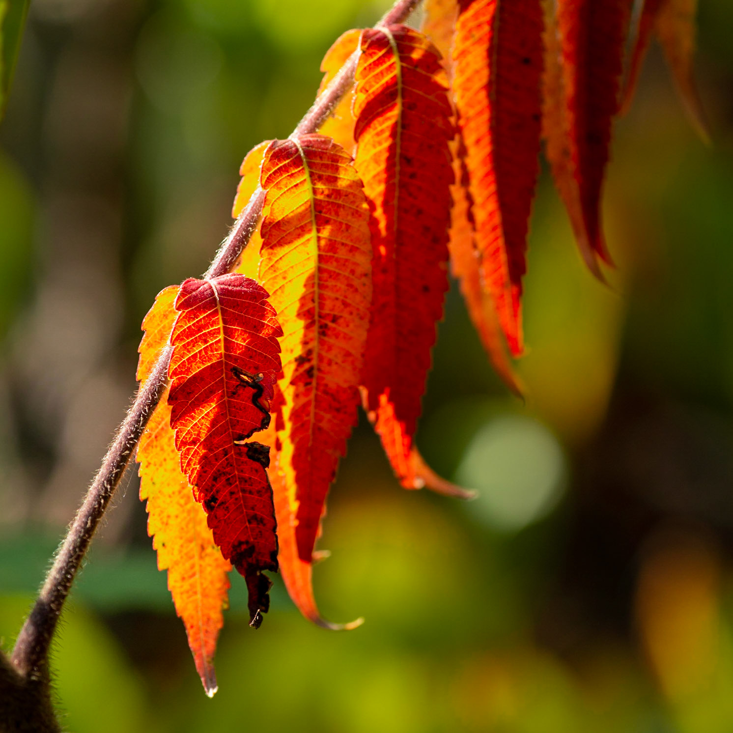 A flash of colour in the sun. Framed to have the complementary colour in the background.