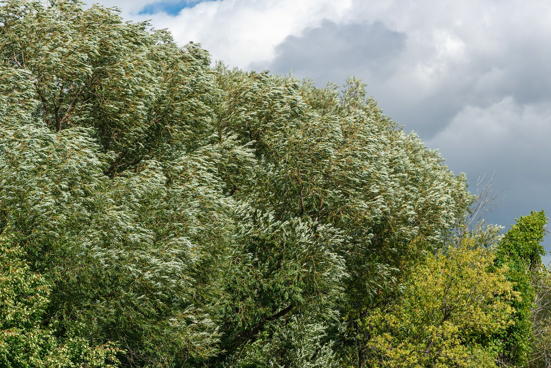 I found the texture of the trees interesting, as the strong wind blew their leaves horizontal.