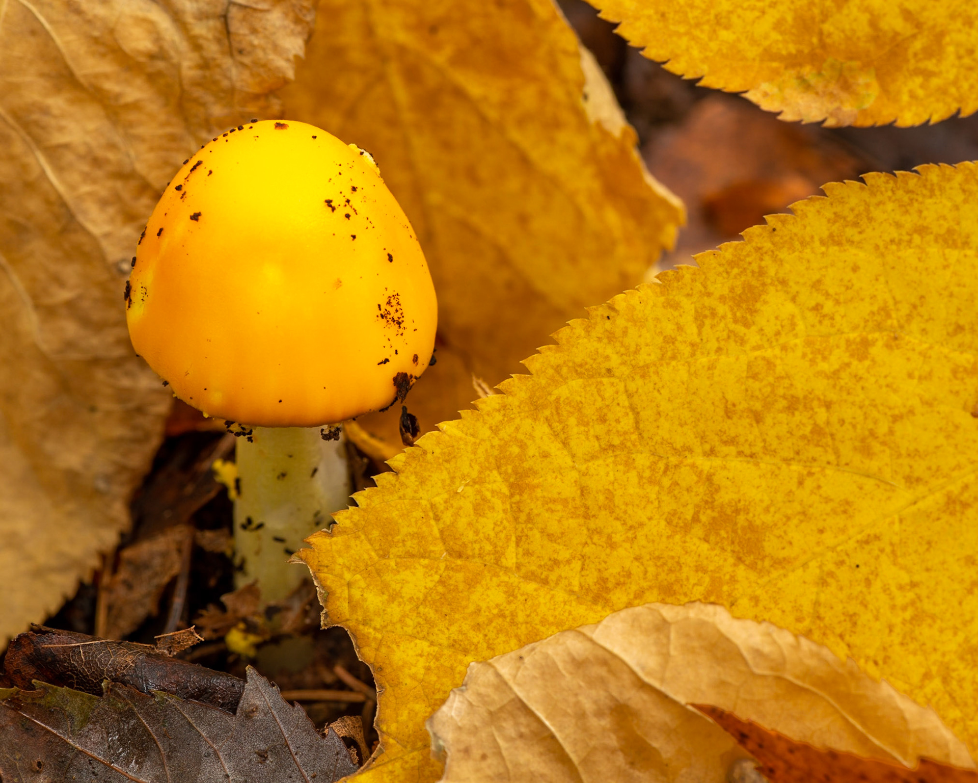 I invariably end up on my knees on nature outings, and that was the case here.