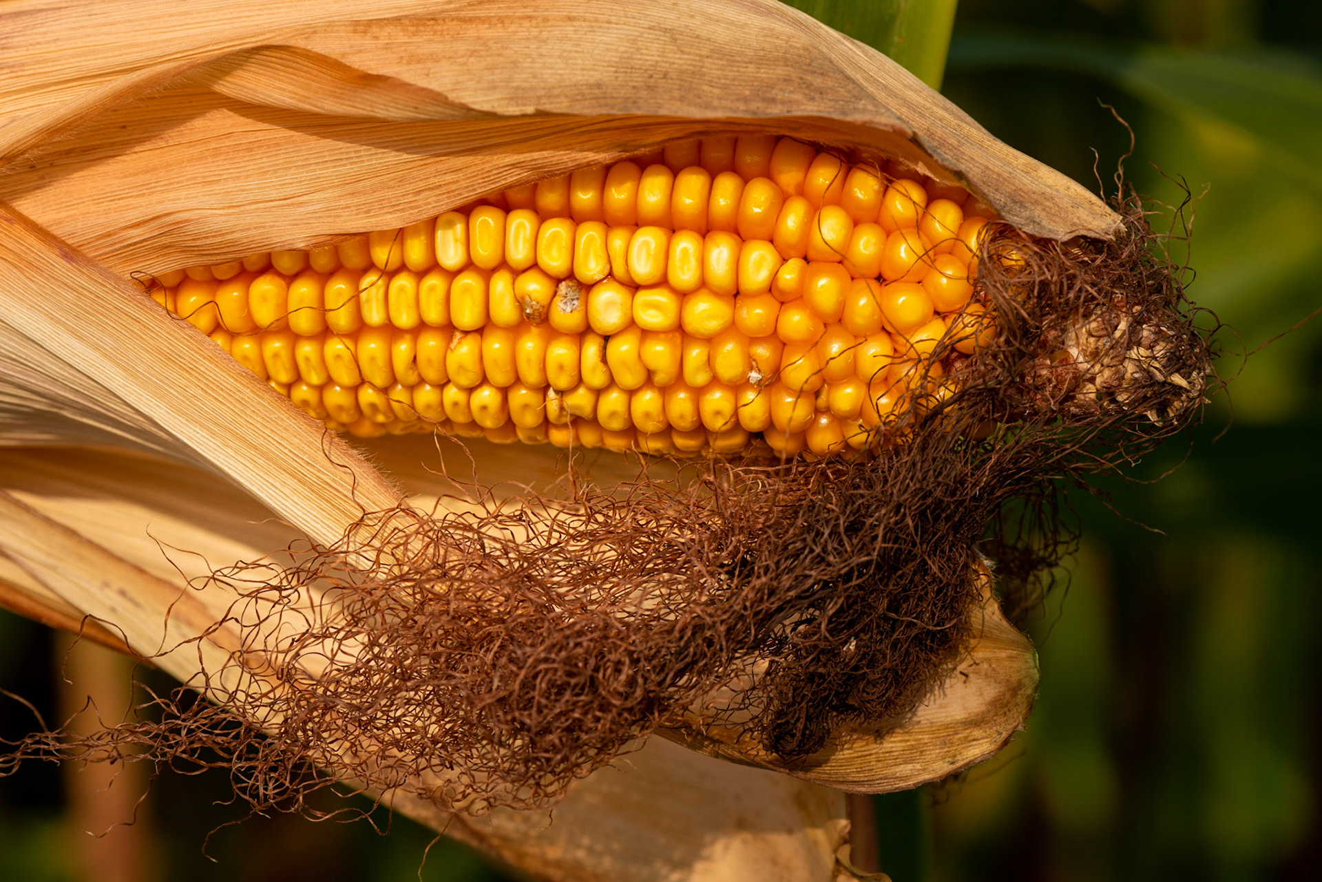 The corn was ripening in the field. Here is a close up shot of one of the cobs.