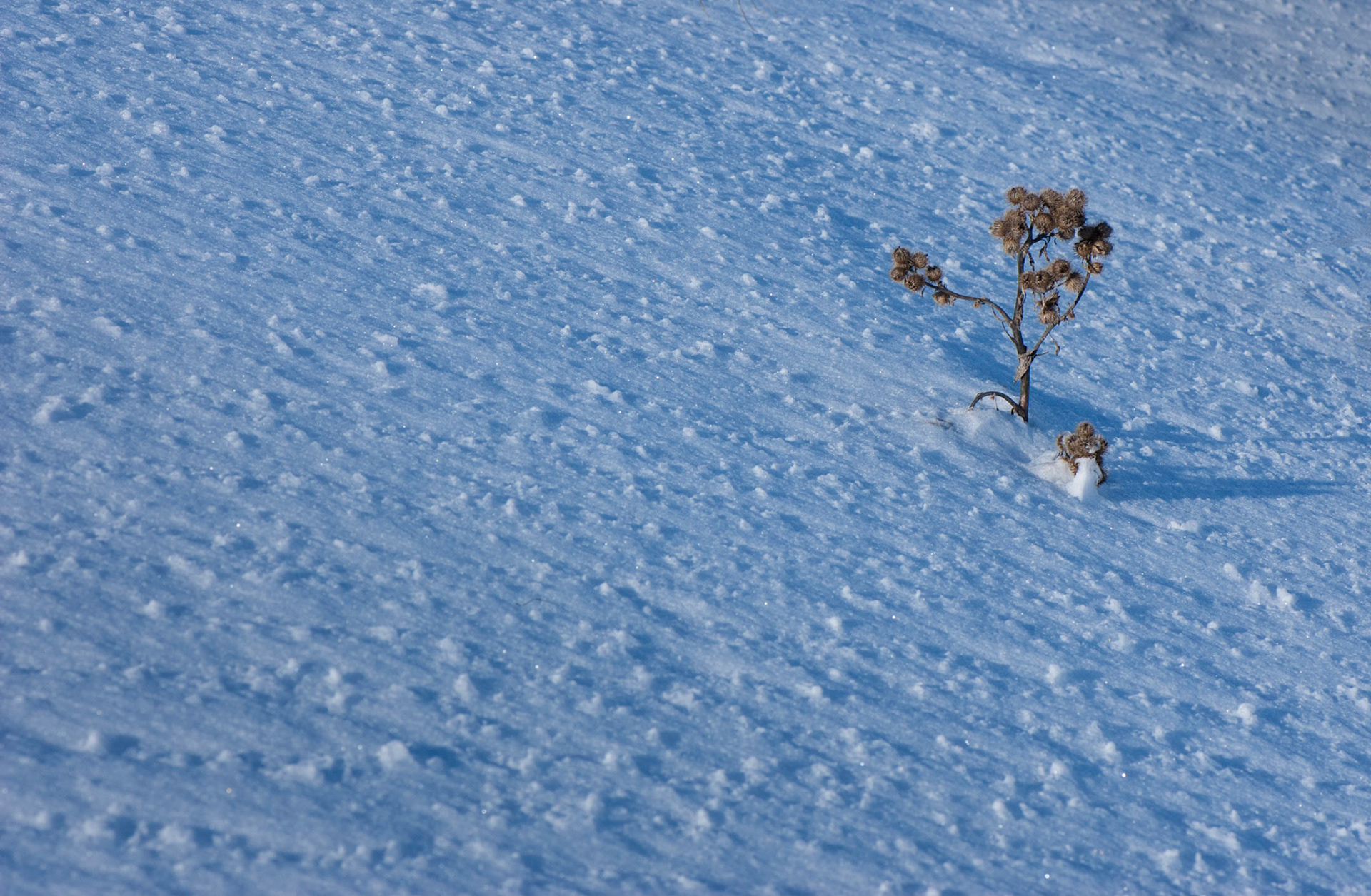 Dick Bell Park, Ottawa, Ontario; February 2012