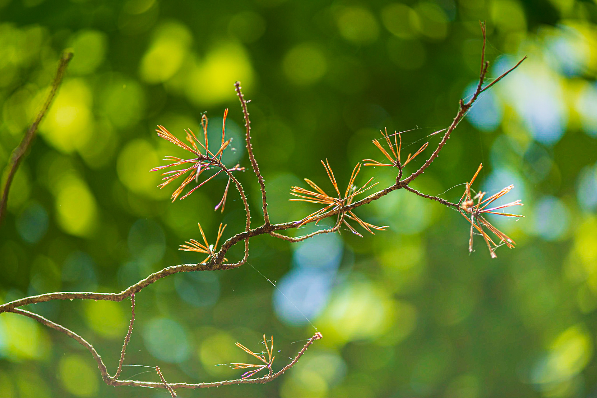 Where would I be without backlighting! It always pays to look around, and in this case I was looking straight up with the forest canopy providing a dappled background.
