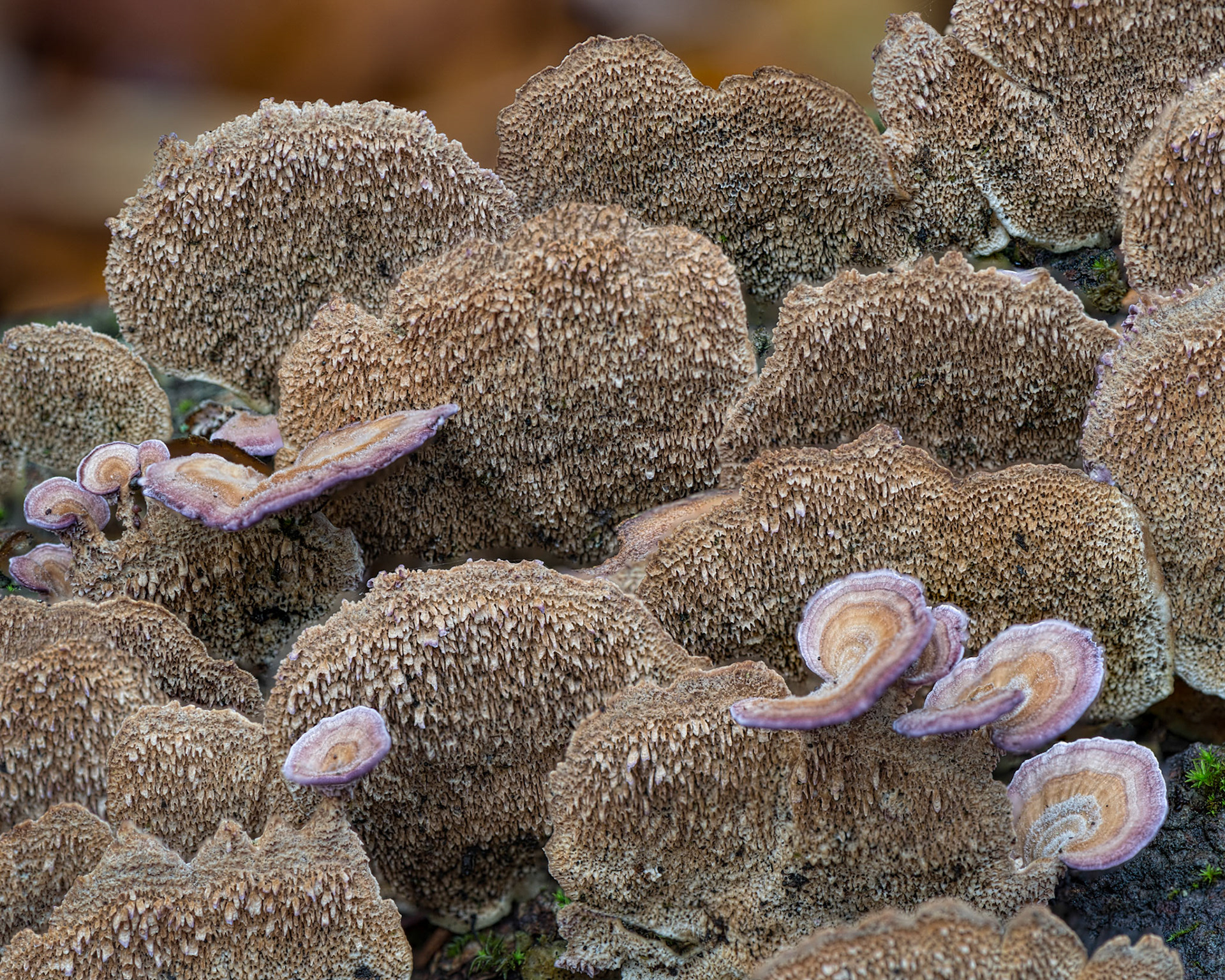 Seven shots needed to be focus merged to create this final result. There are many repeating patterns here.