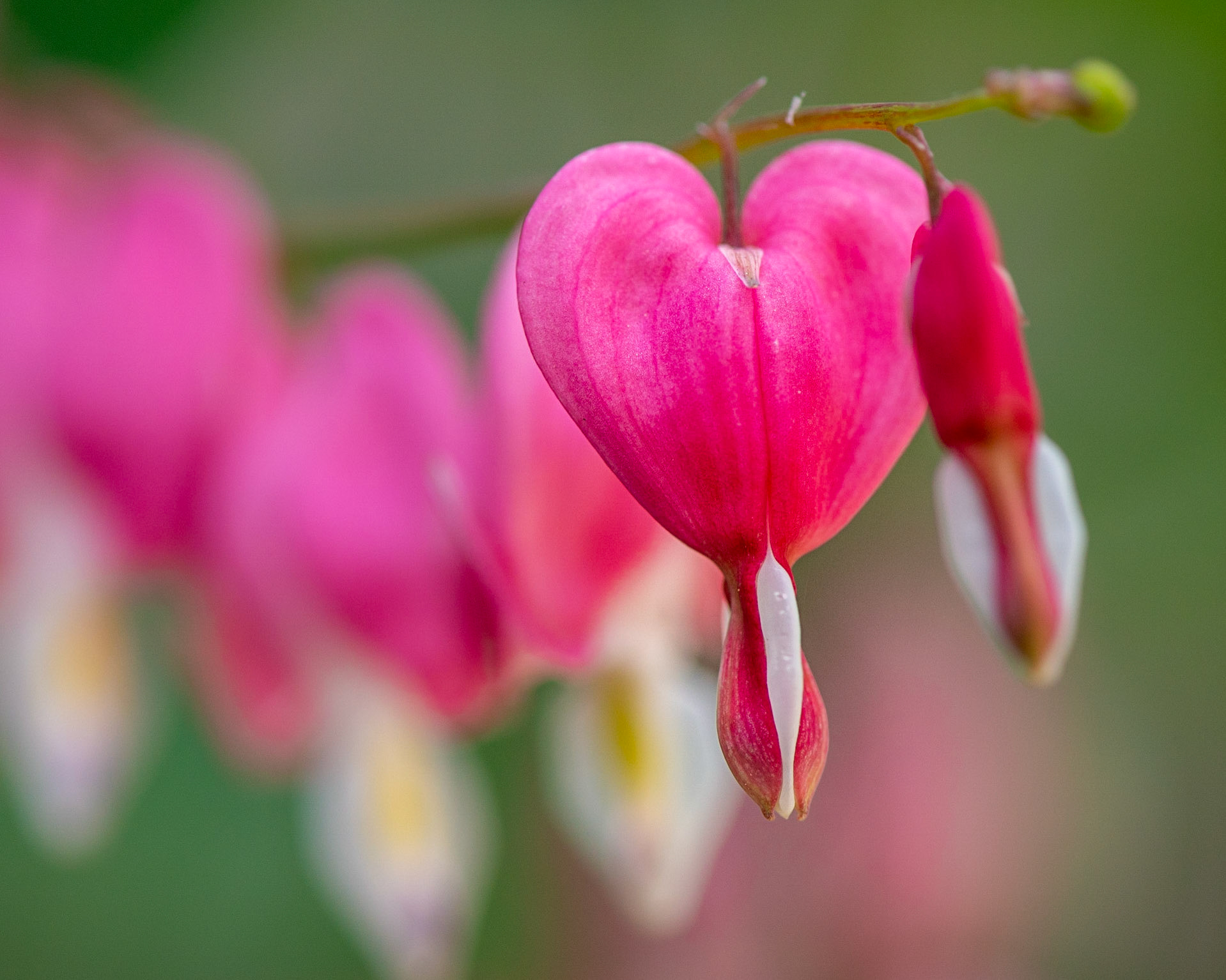 Bleeding hearts are beautiful when they are in bloom. I chose my position so there would be complementary green in the background. I also wanted a line of out of focus blooms leading to the subject.