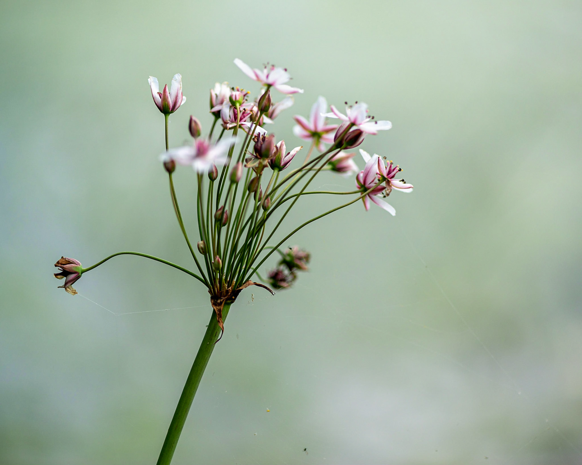 There were many of these wildflowers at Pinecrest Creek. I shot it so the pond in the background would be softly out of focus.