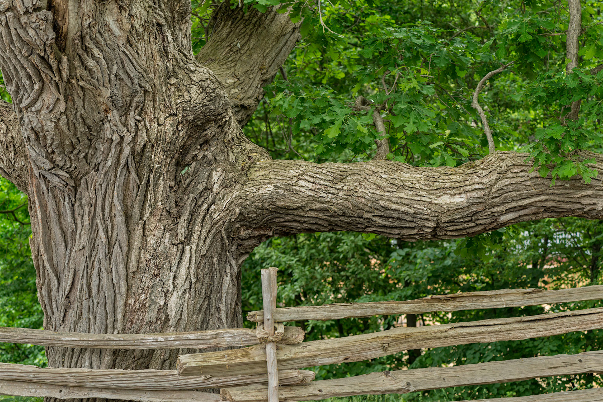 This magnificent tree at Upper Canada Village is enormous and beautifully textured and shows the profile of a face from this angle.