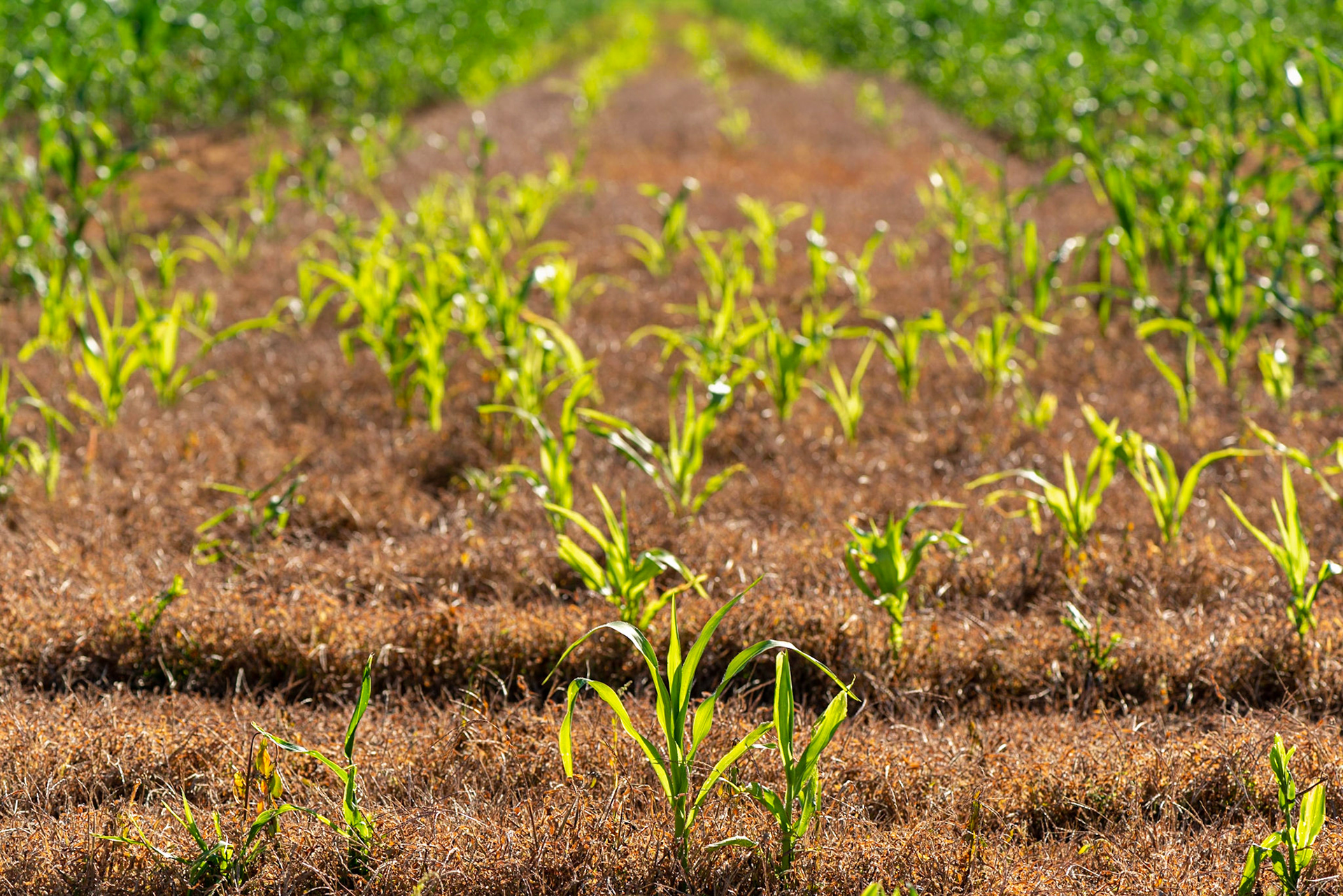 I was working with the colour contrast and the triangular shape of the brown foliage. Essentially a frame within a frame.
