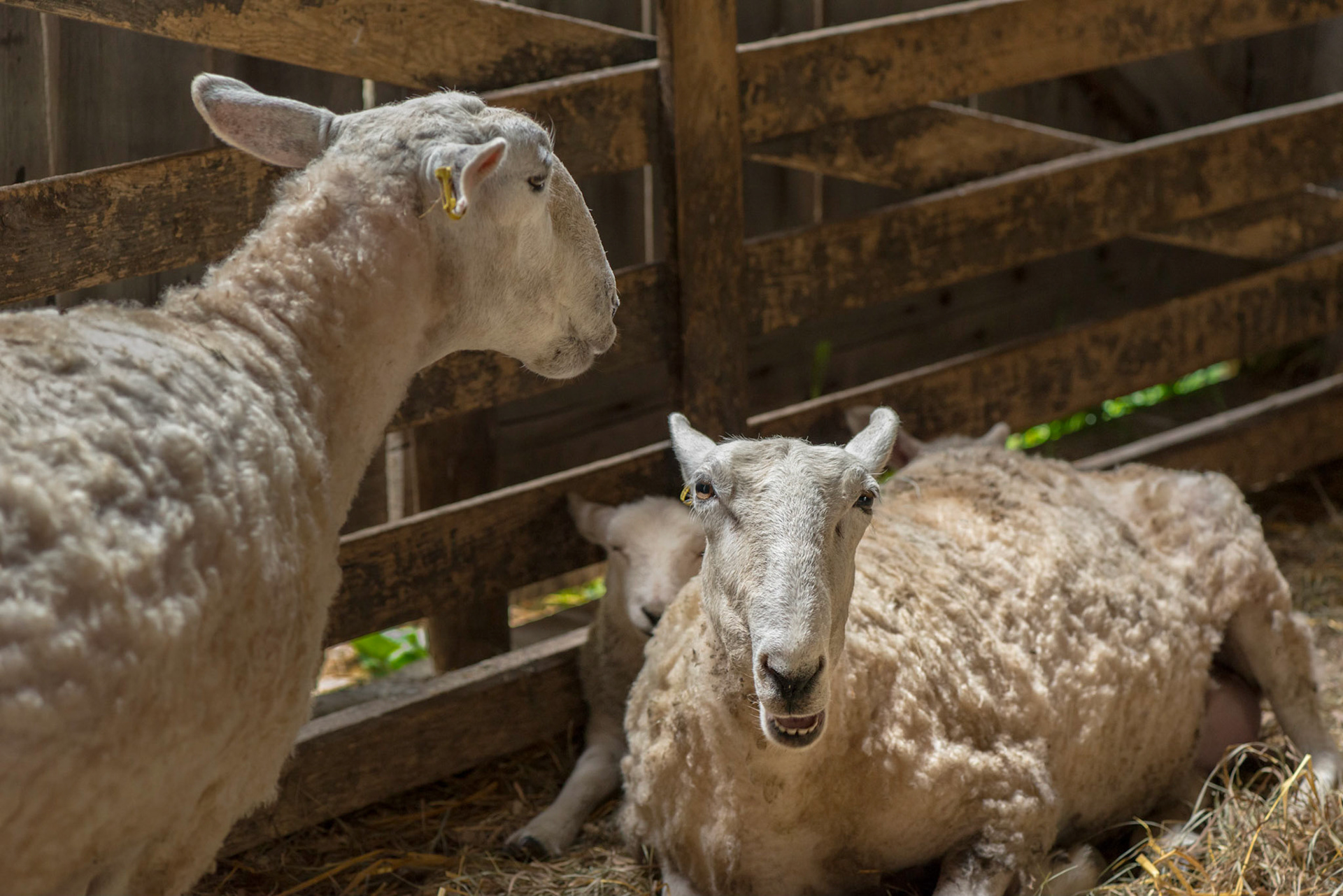 The sheep were quite content to have their portraits taken, and even managed a smile for the camera.