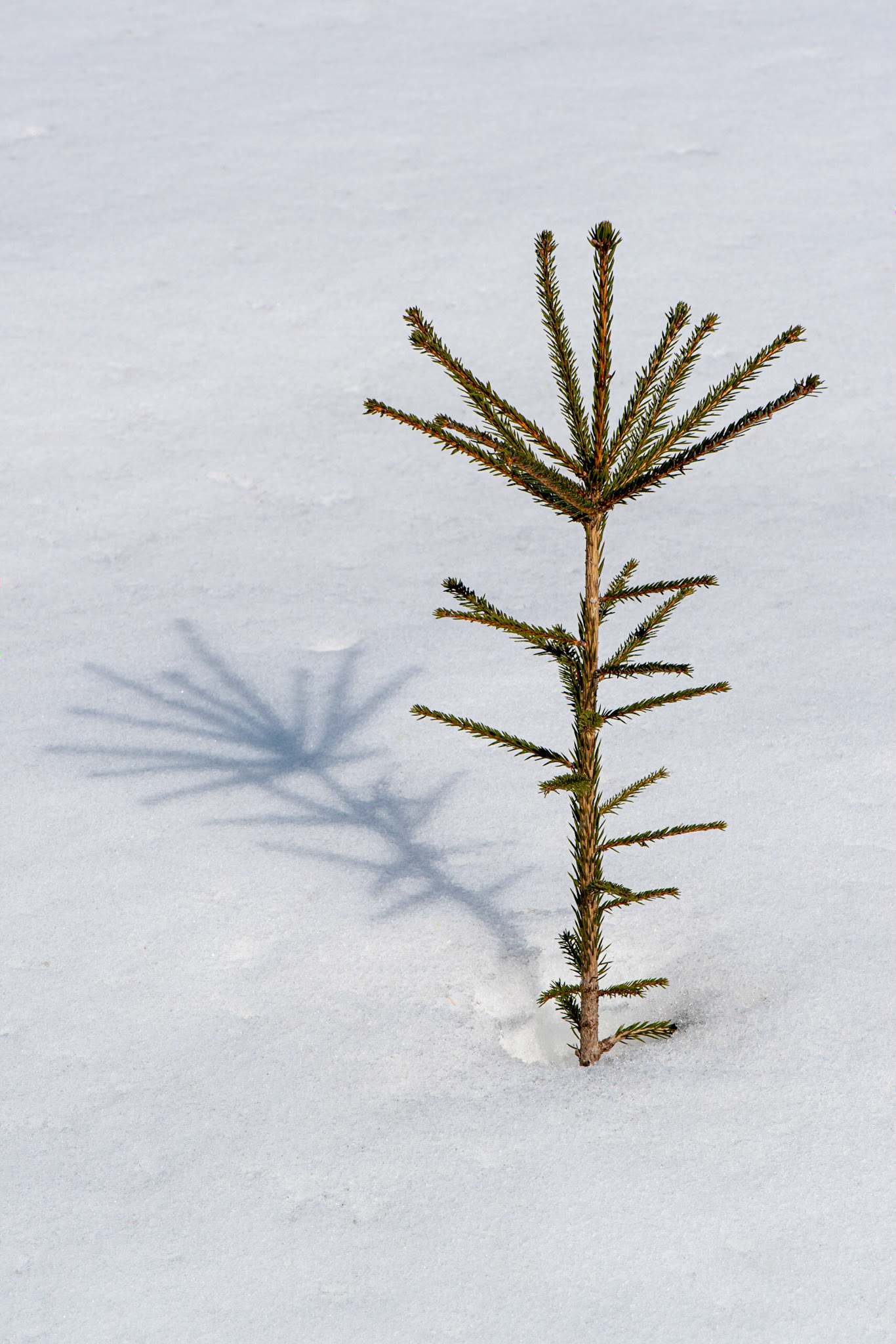 There were several young trees near the temporary parking lot. I framed this shot to capture the tree and its shadow on pristine snow.